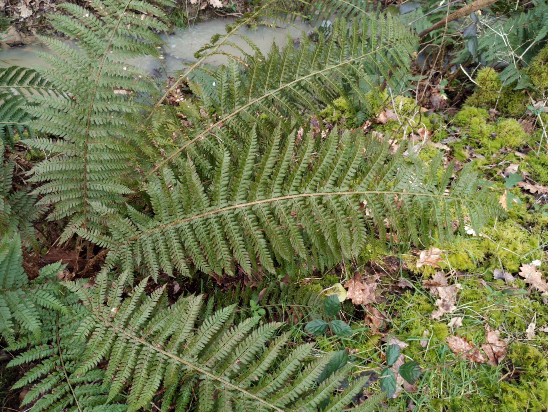 img/polystichum-bicknellii-2.webp