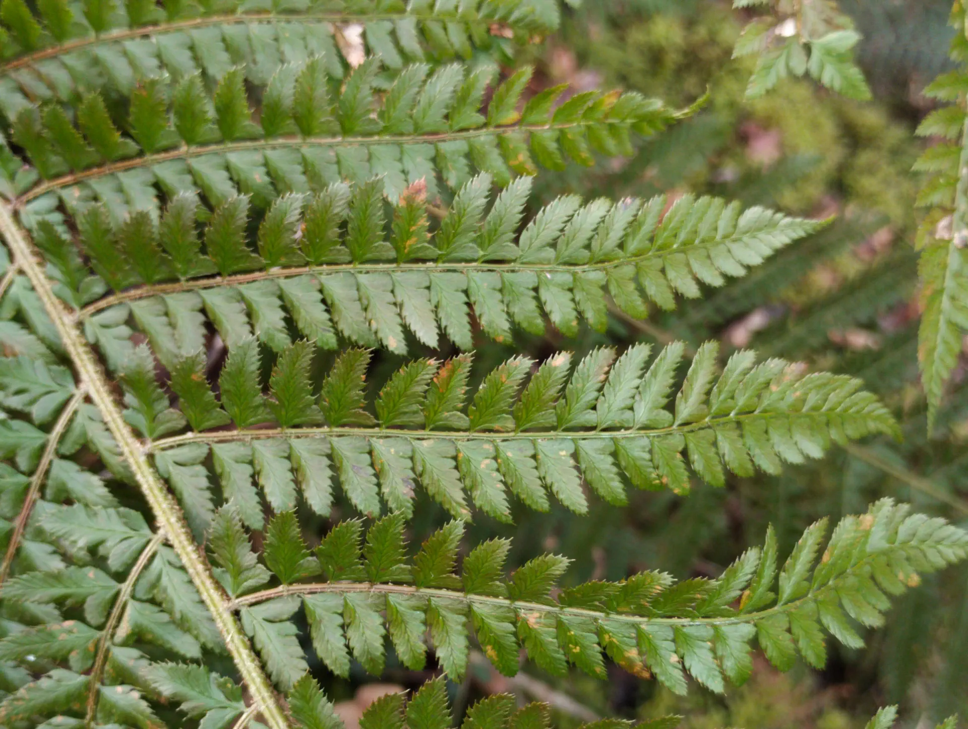 img/polystichum-bicknellii-3.webp