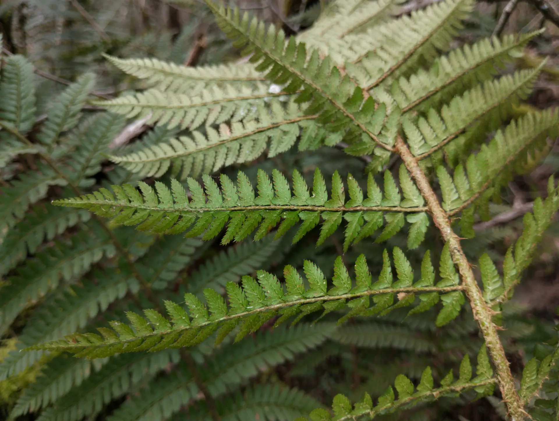 img/polystichum-bicknellii-4.webp