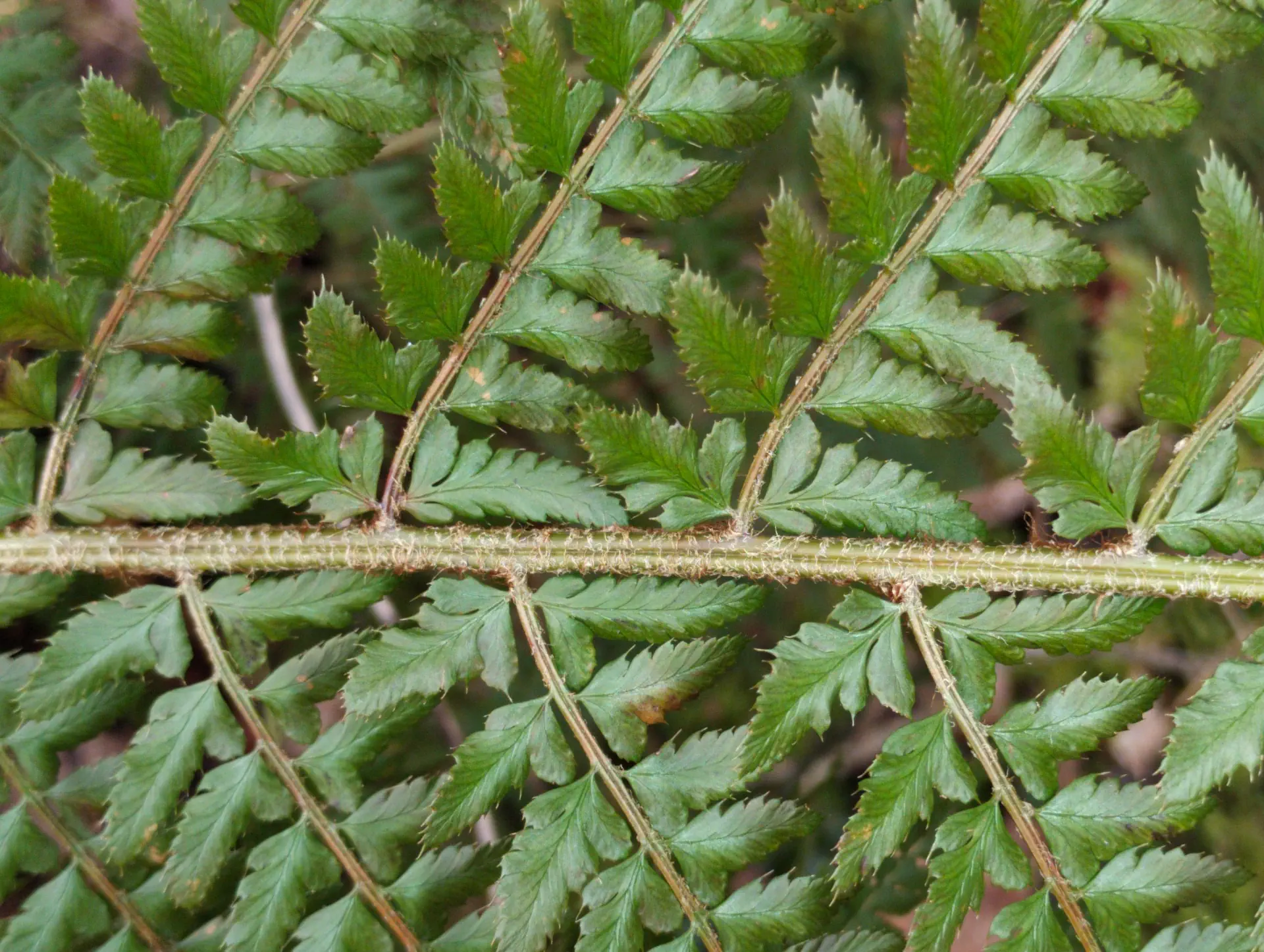 img/polystichum-bicknellii-5.webp