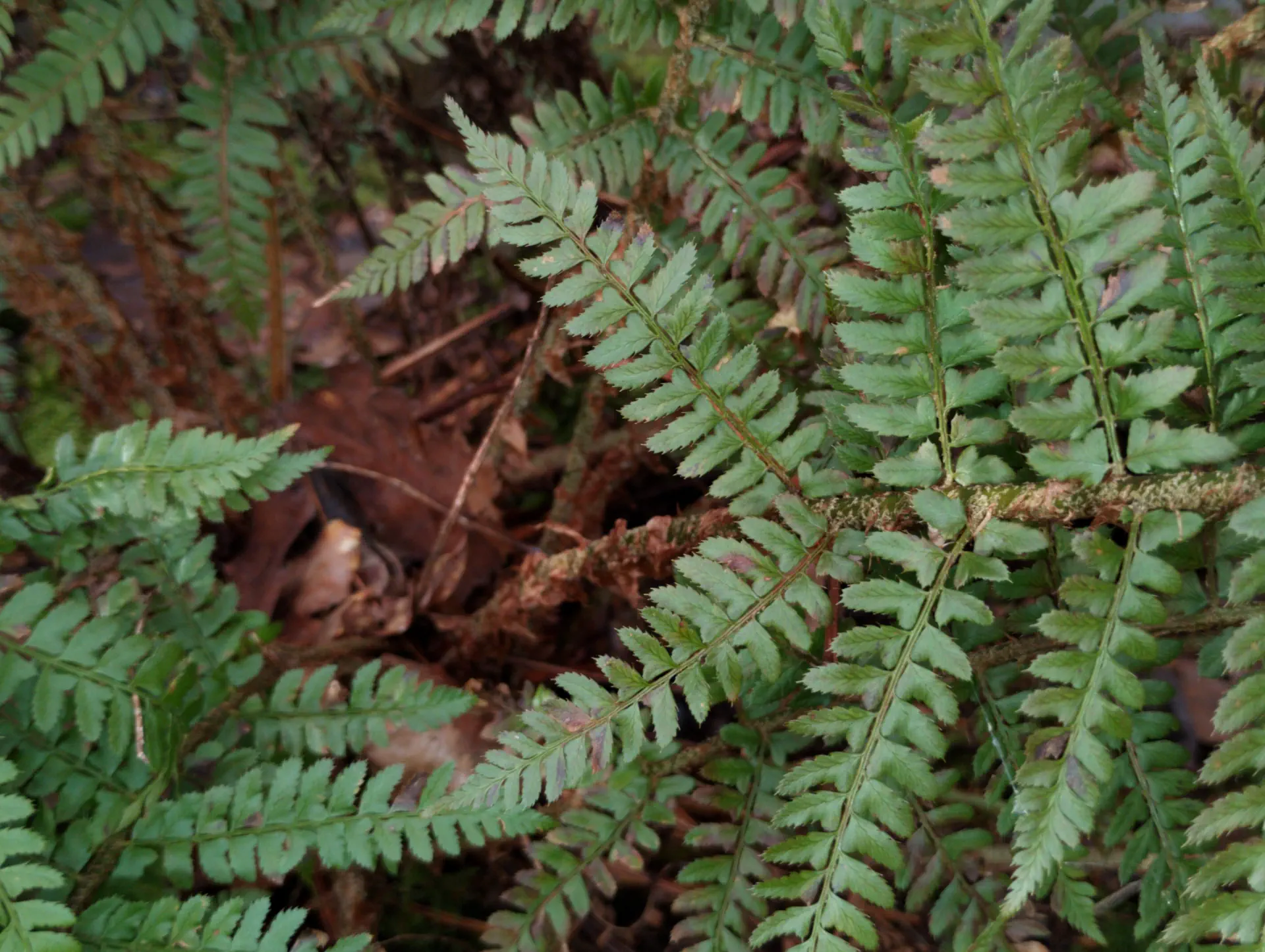 img/polystichum-bicknellii-6.webp