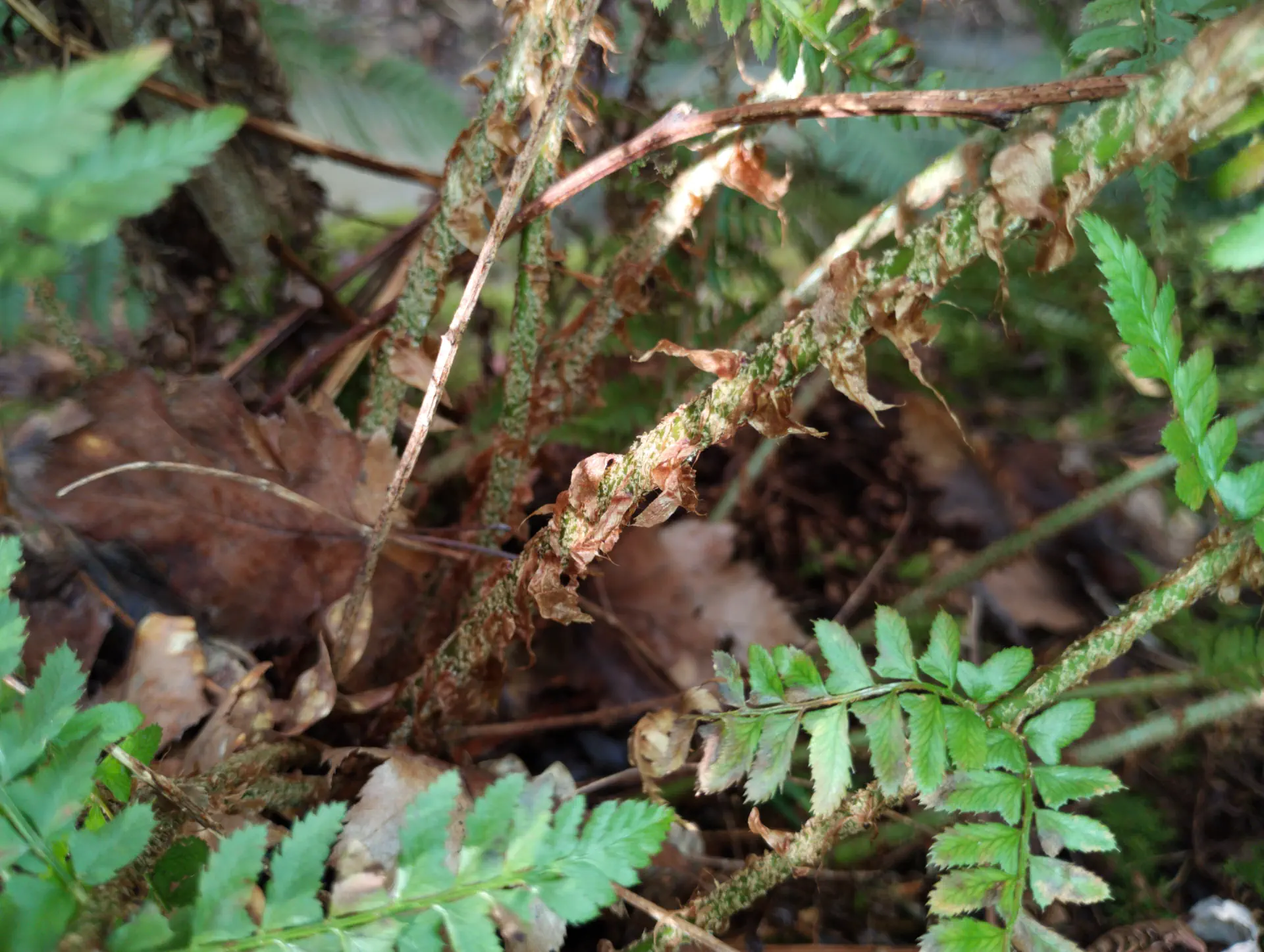 img/polystichum-bicknellii-7.webp