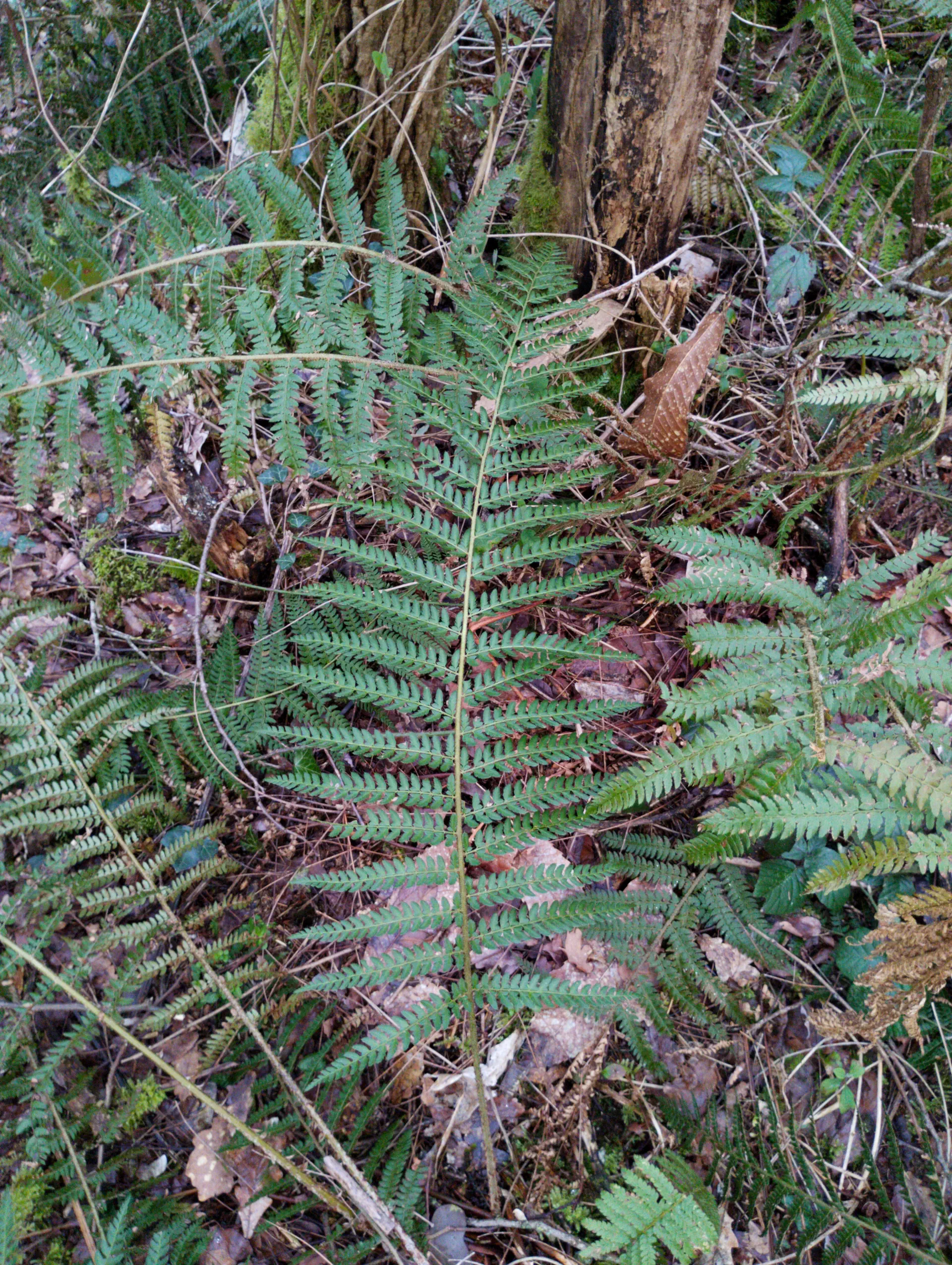 img/polystichum-bicknellii-8.webp