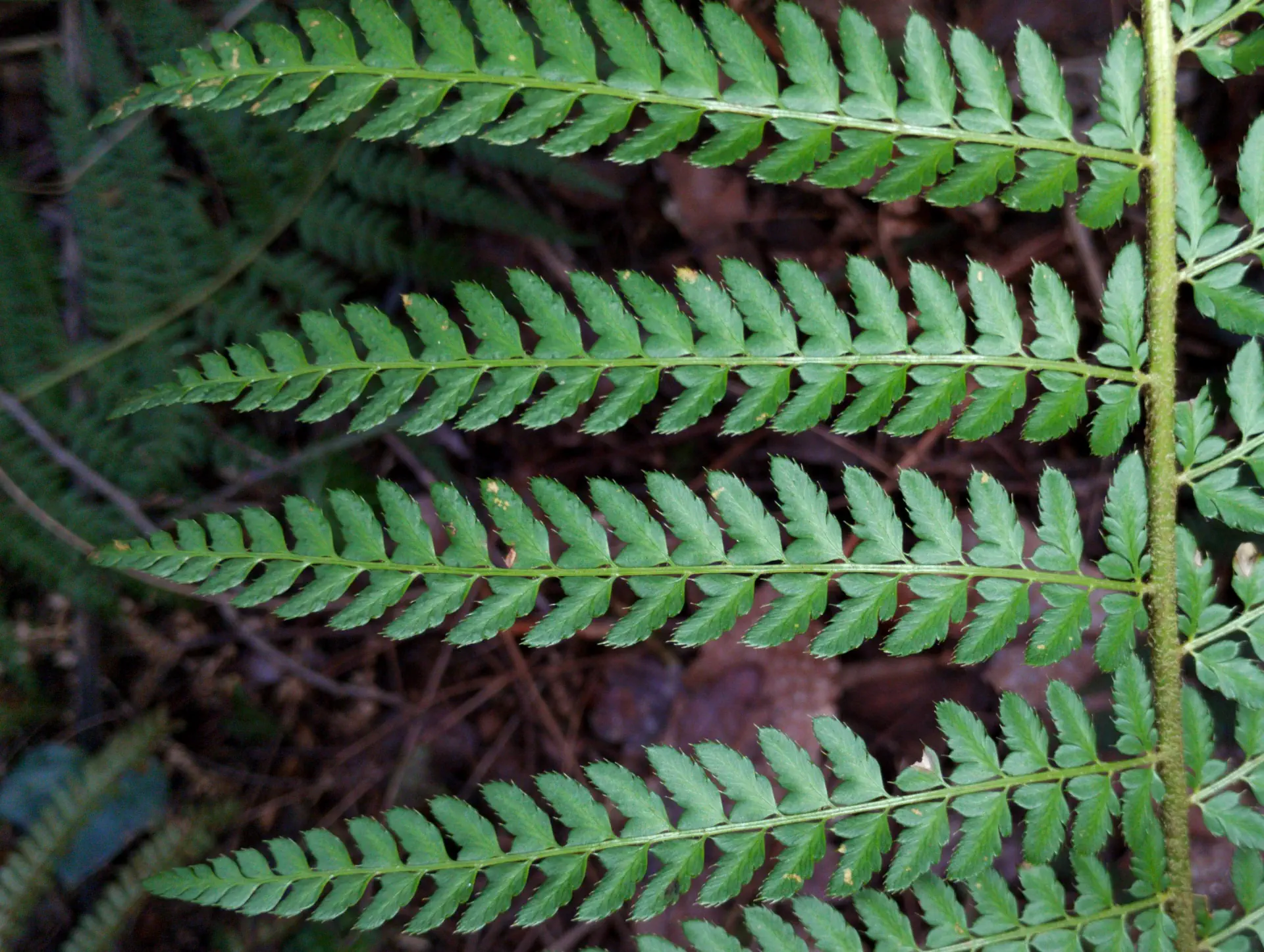 img/polystichum-bicknellii-9.webp