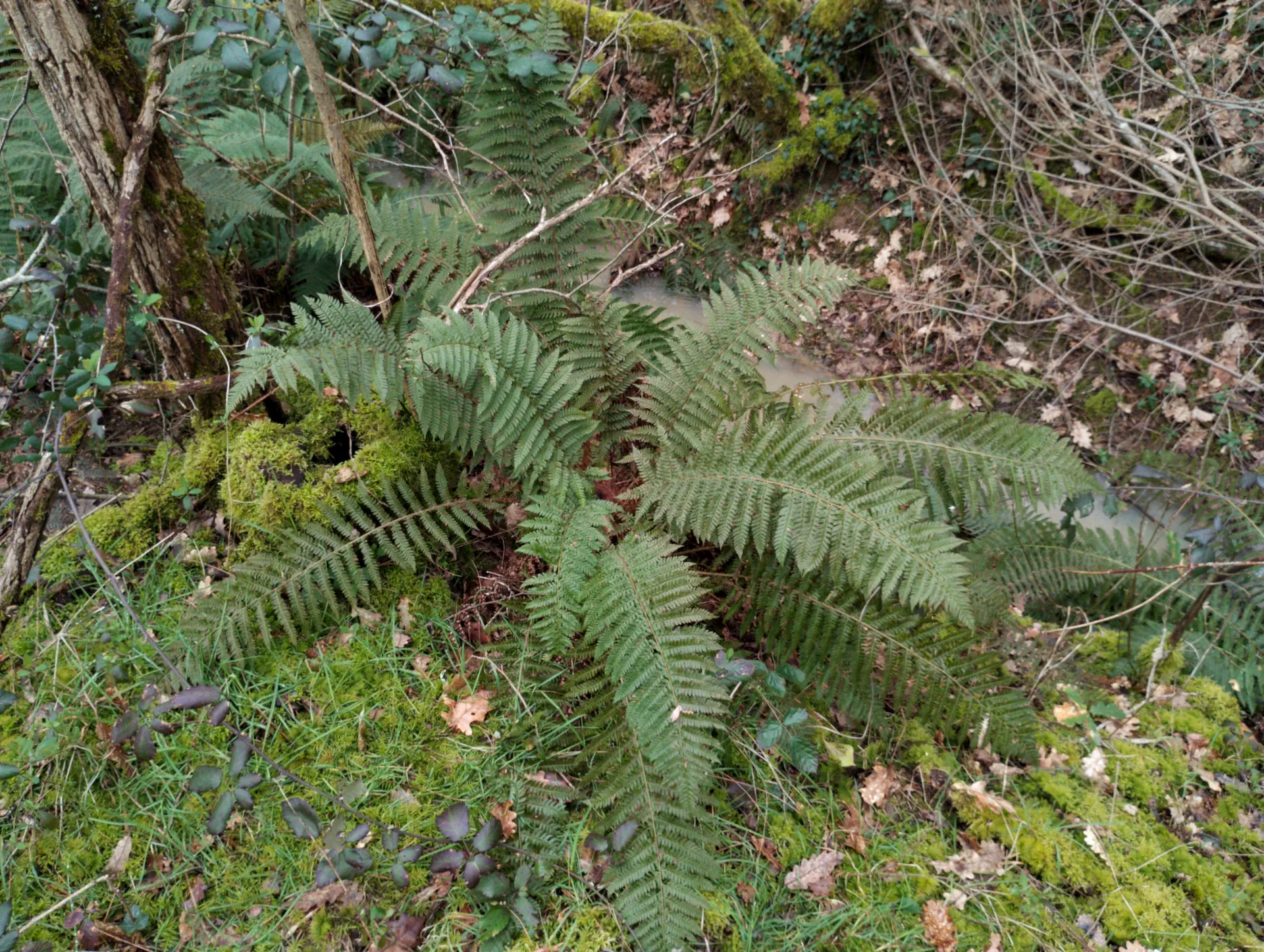 img/polystichum-bicknellii.webp