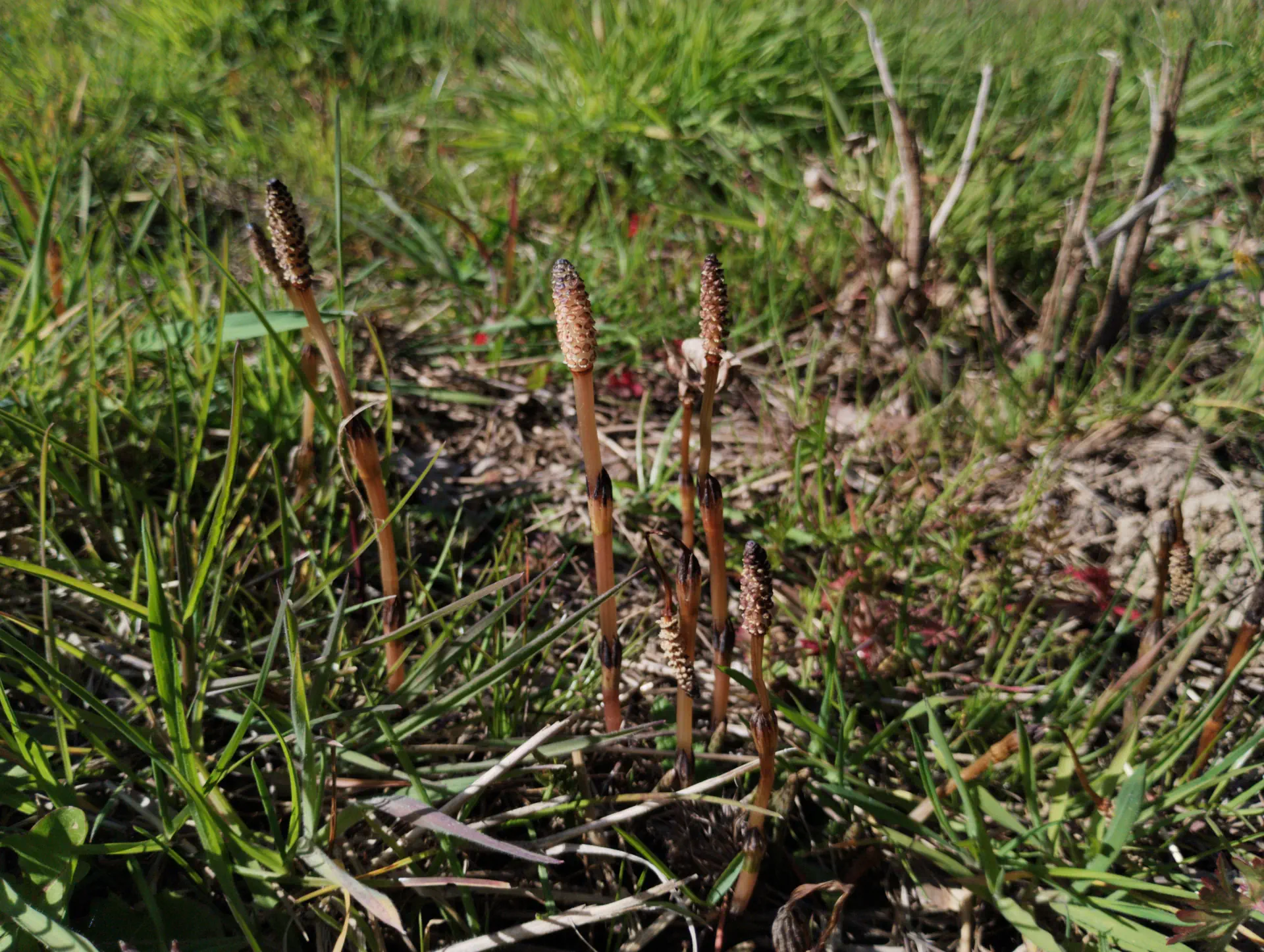 img/equisetum-arvense-2.webp
