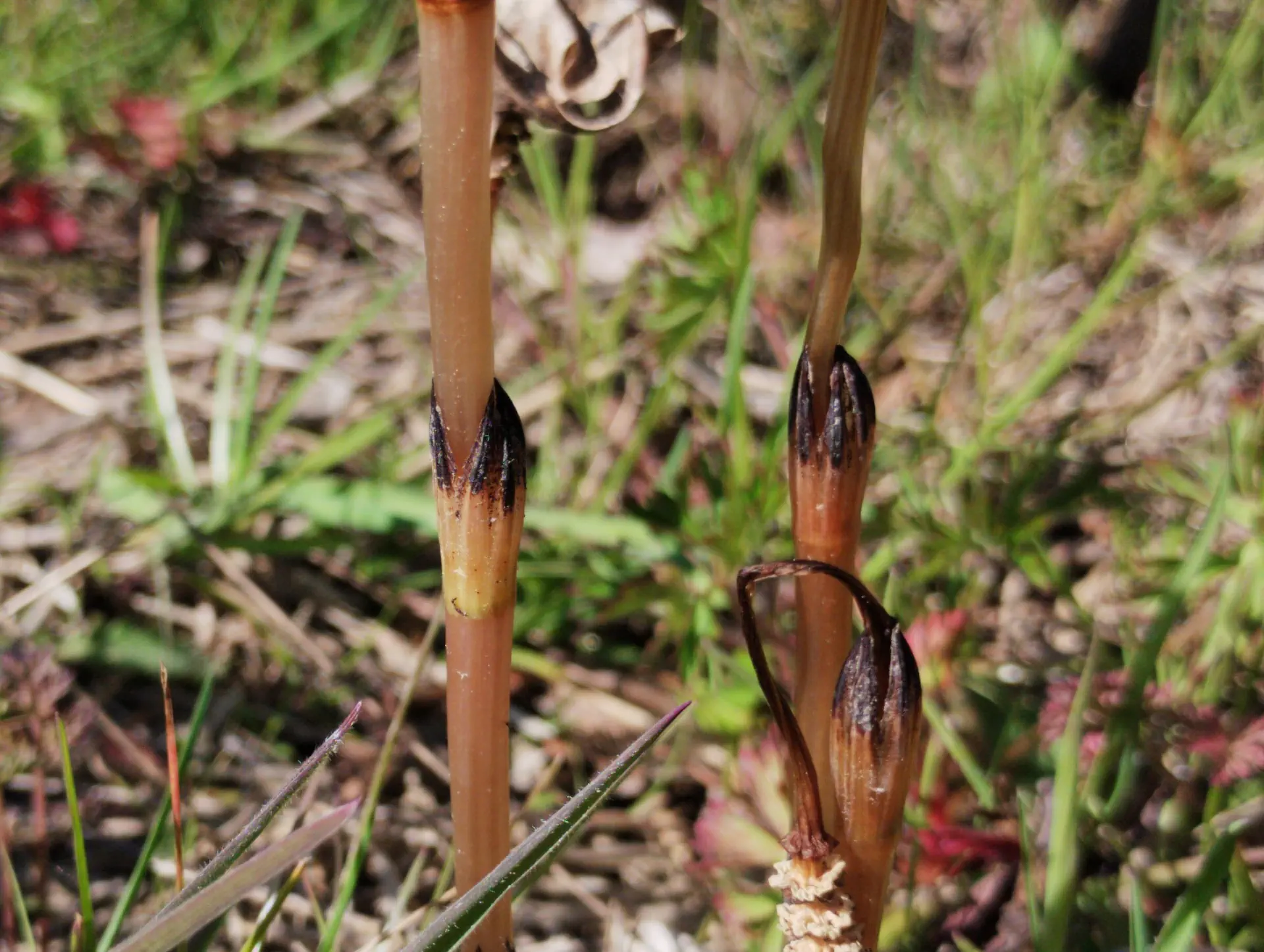 img/equisetum-arvense-3.webp