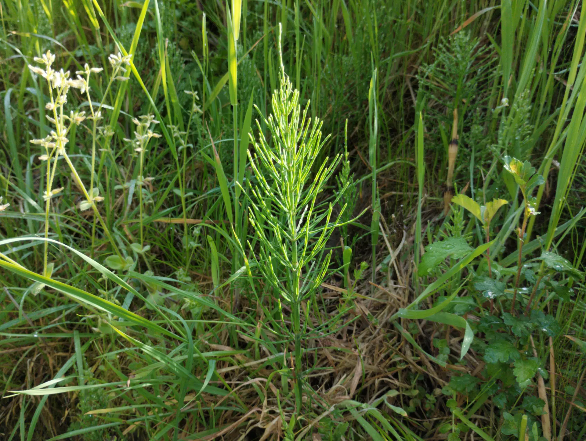 img/equisetum-arvense-4.webp