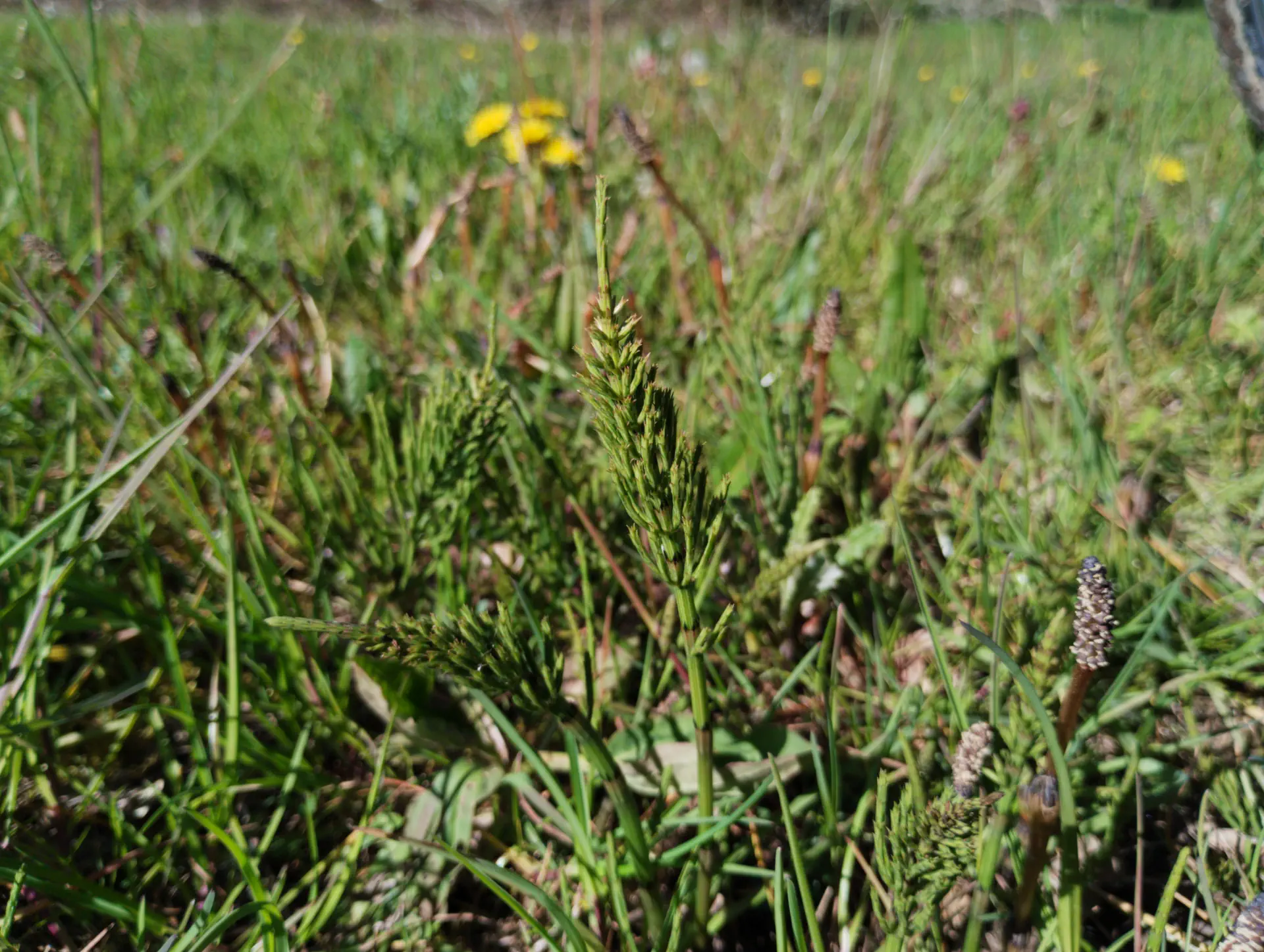 img/equisetum-arvense-5.webp