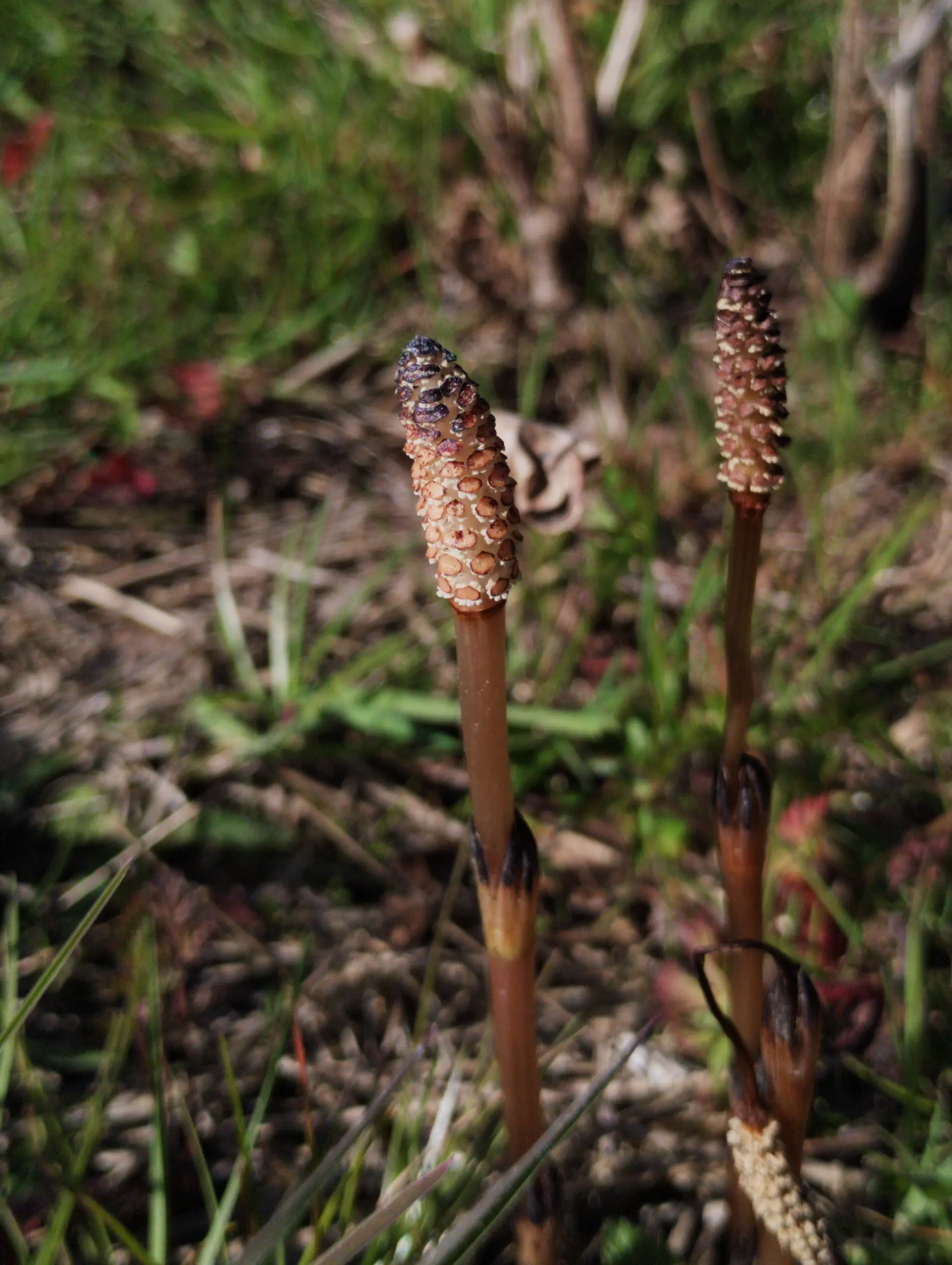 img/equisetum-arvense.webp