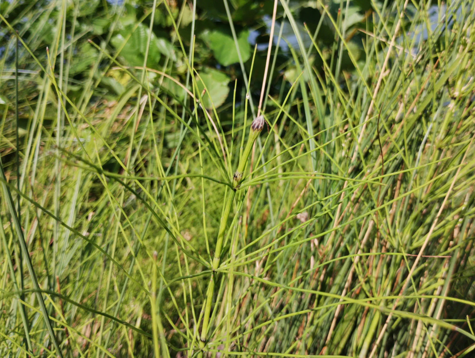 img/equisetum-font-queri-2.webp