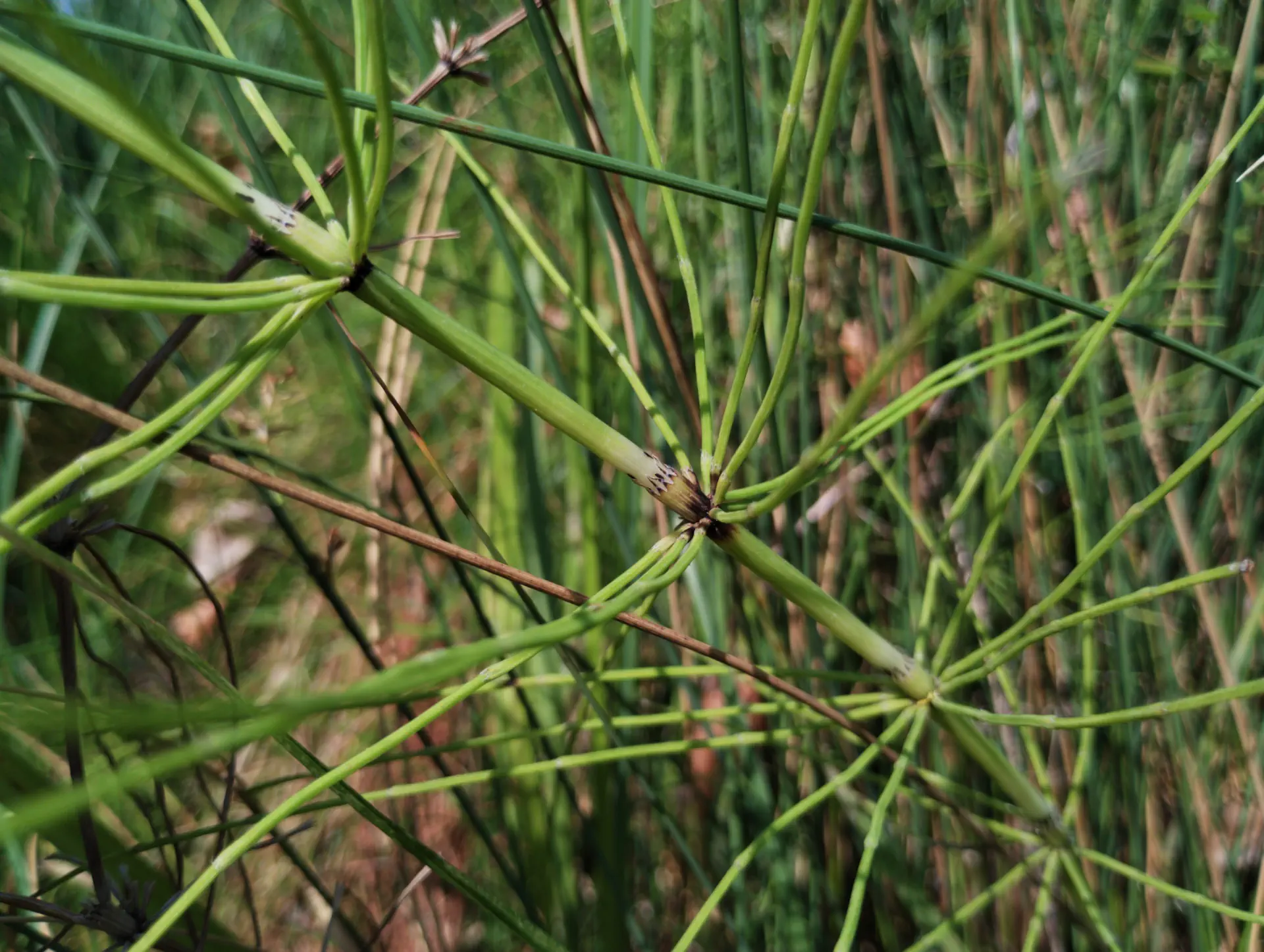 img/equisetum-font-queri-6.webp