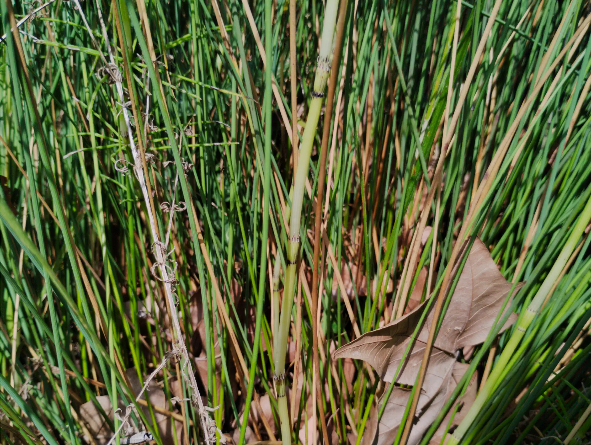 img/equisetum-font-queri-7.webp