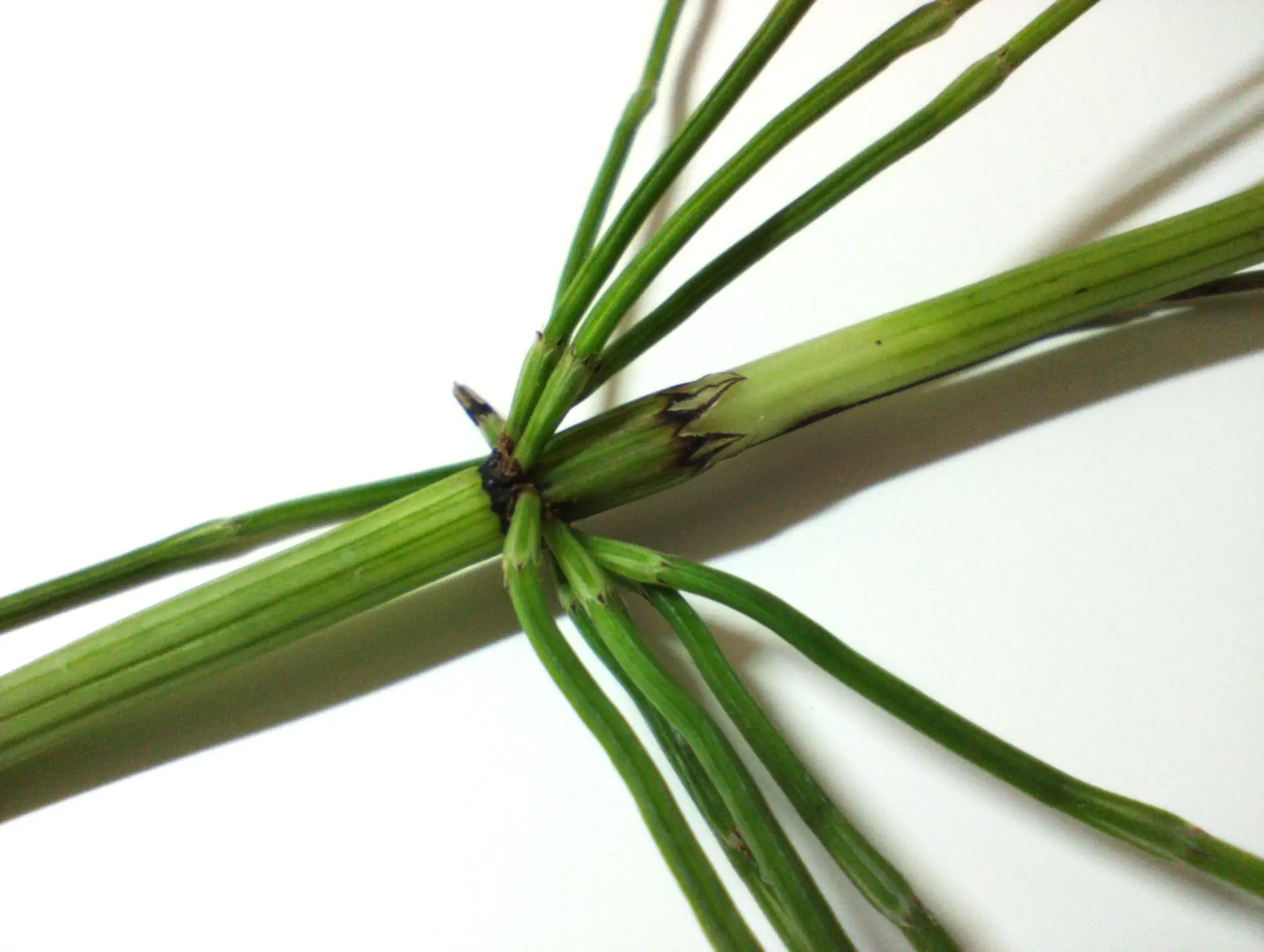 img/equisetum-font-queri-8.webp