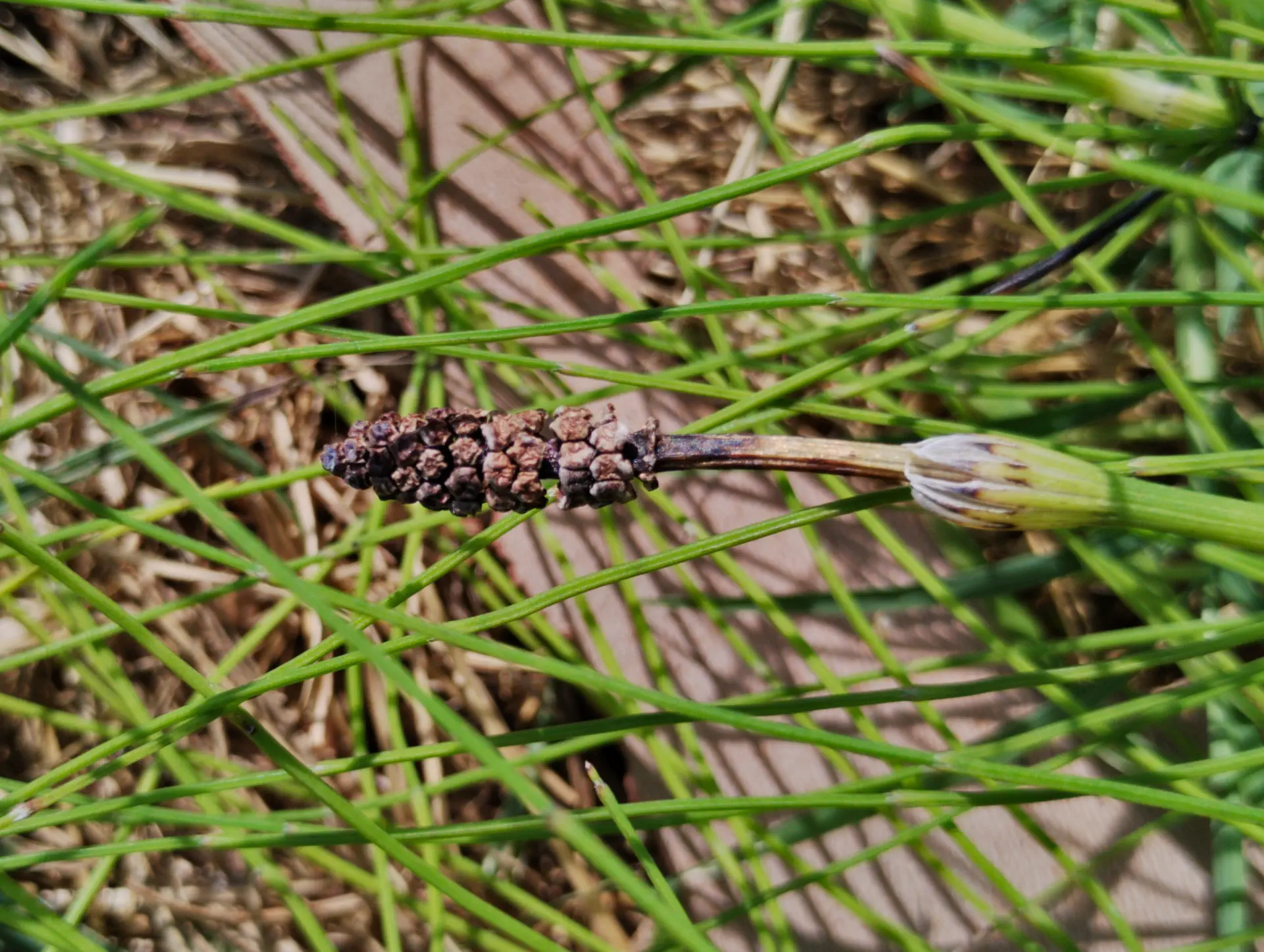 img/equisetum-font-queri.webp