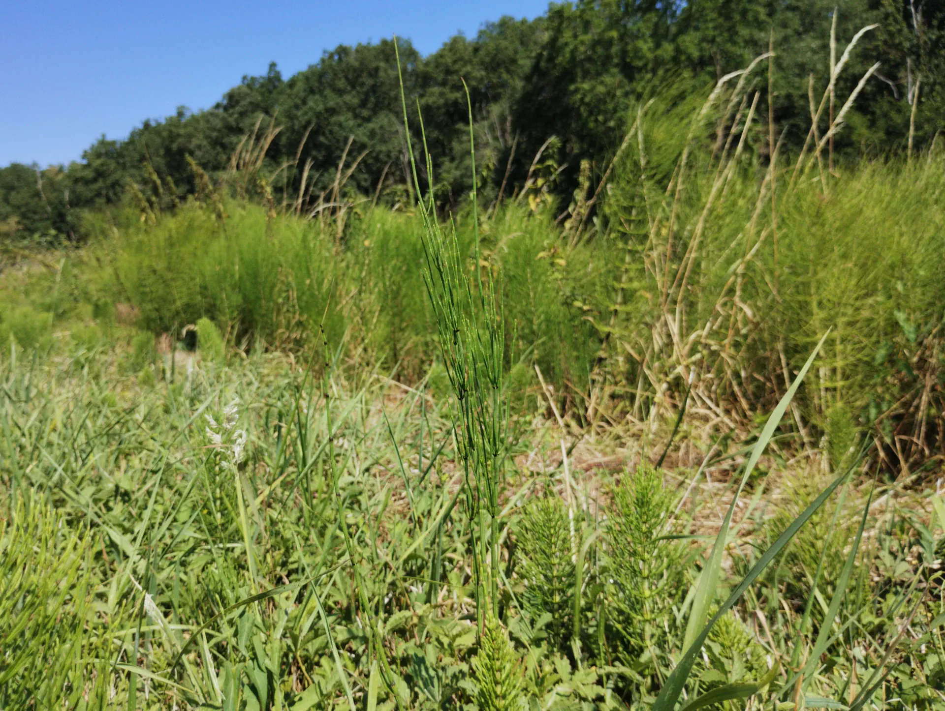 img/equisetum-palustre-10.webp