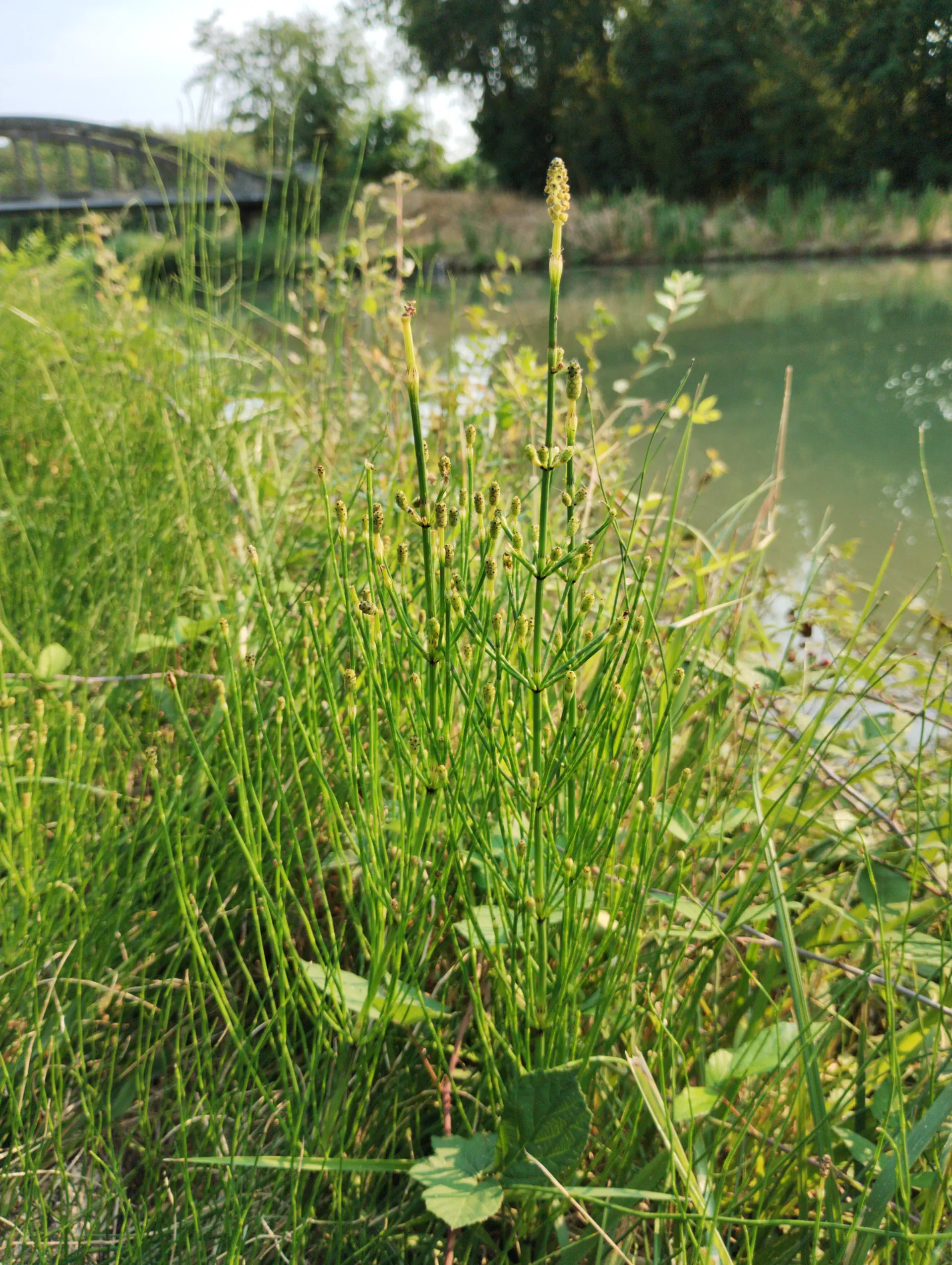img/equisetum-palustre-12.webp