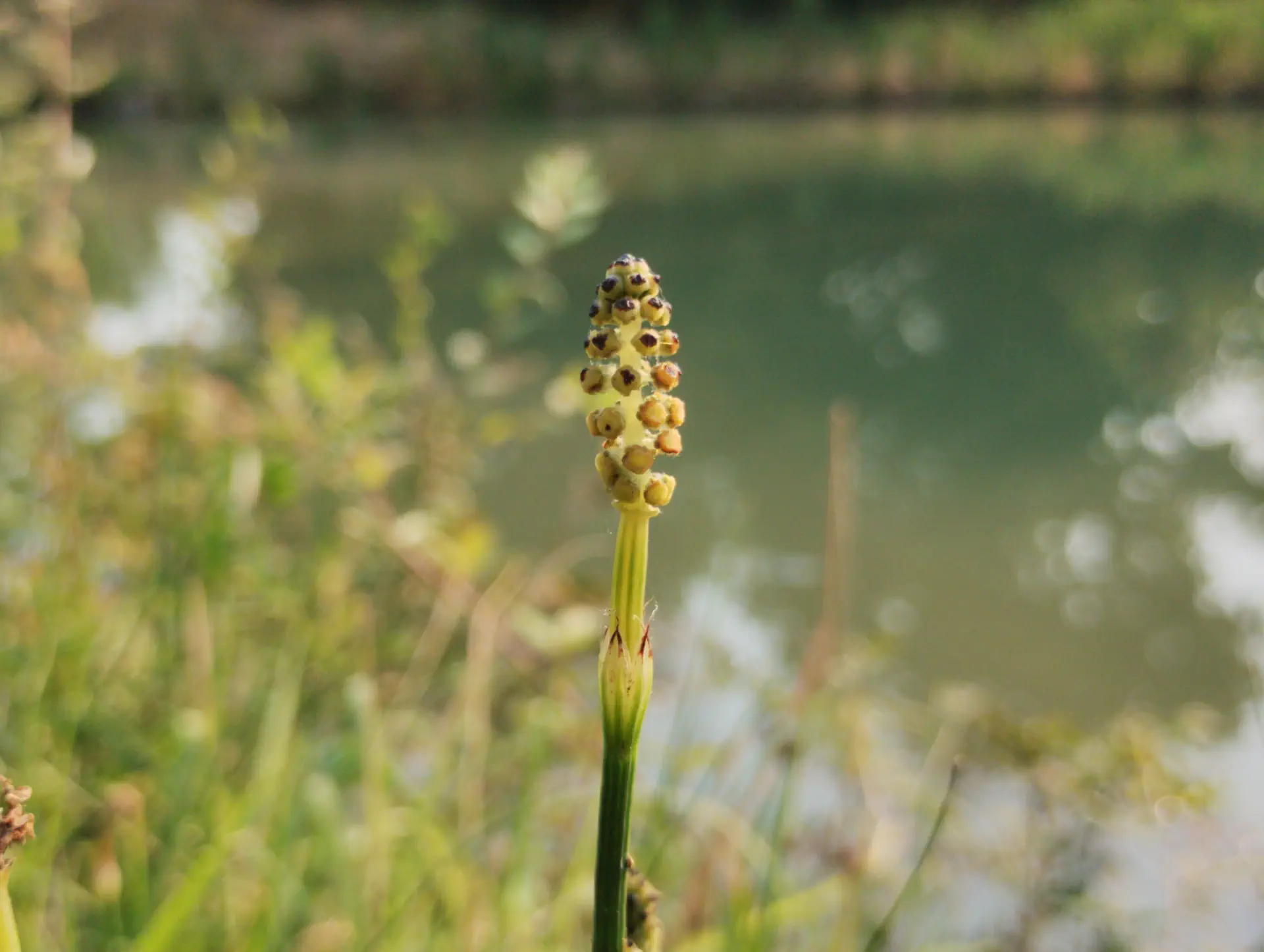 img/equisetum-palustre-13.webp