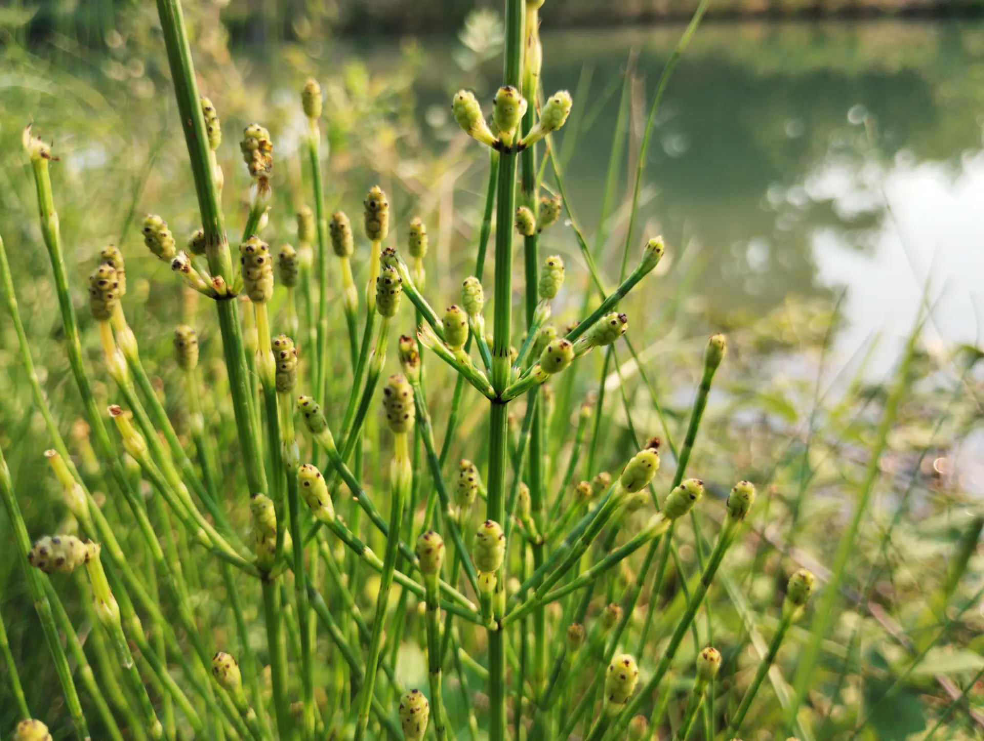 img/equisetum-palustre-14.webp