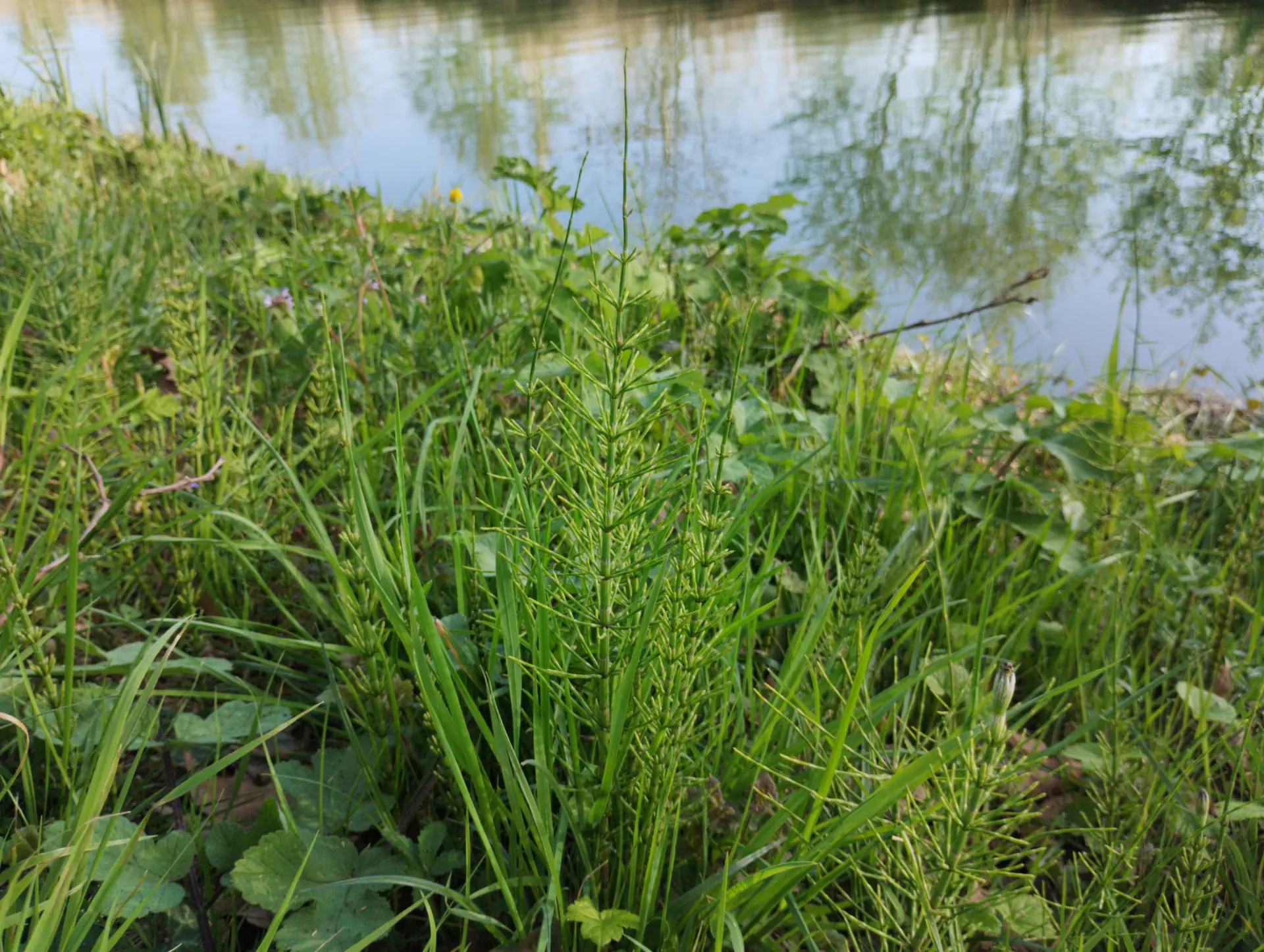 img/equisetum-palustre-3.webp