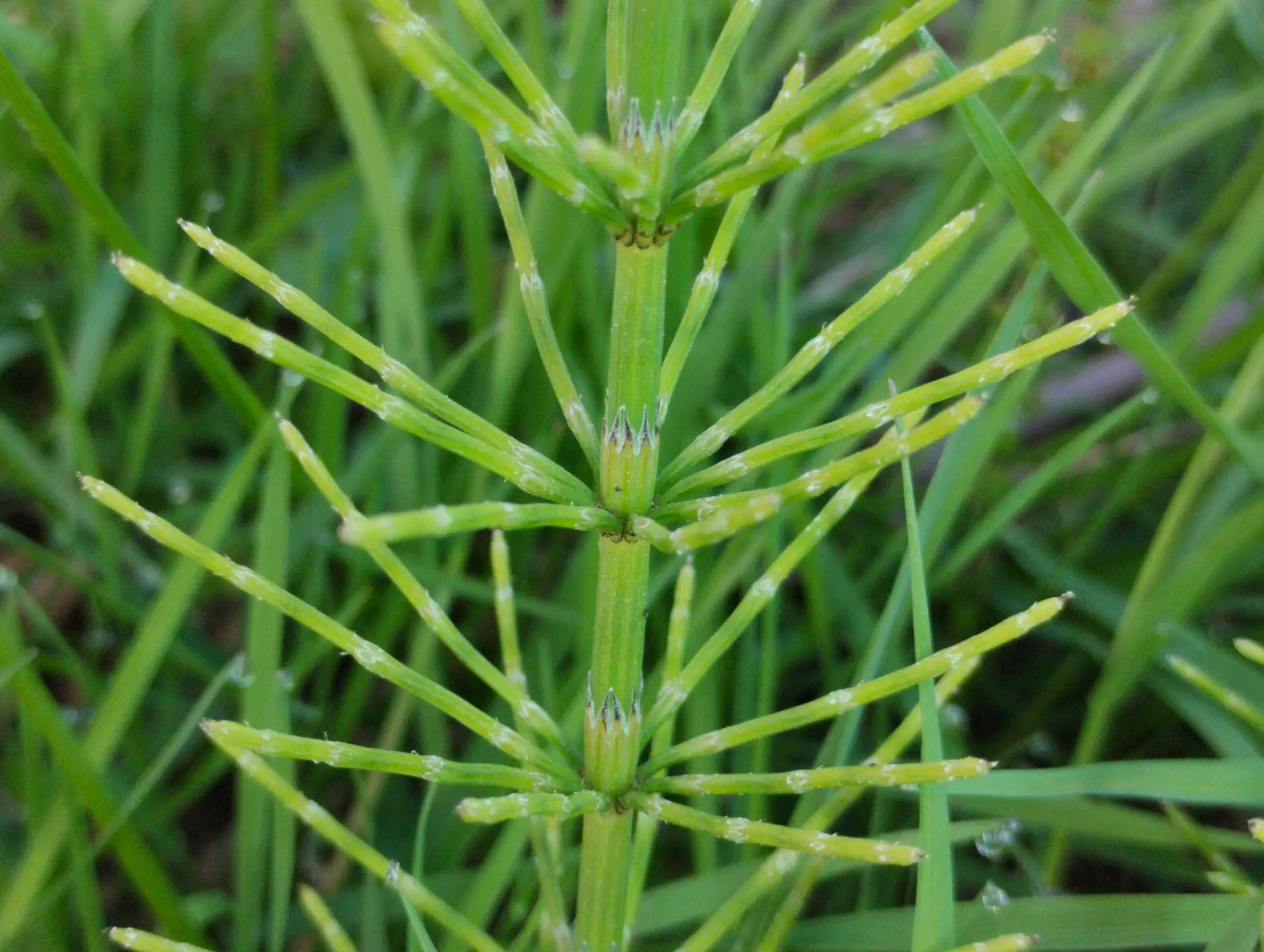 img/equisetum-palustre-4.webp