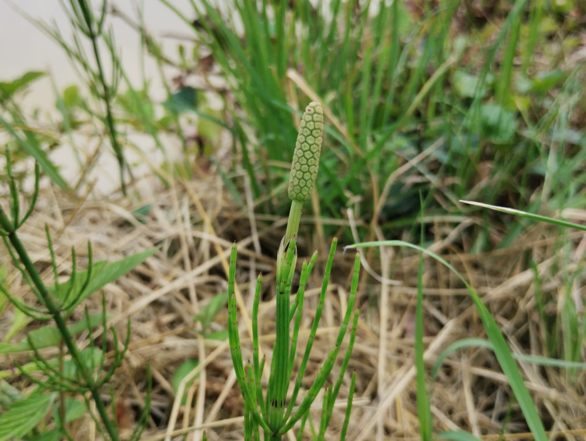 img/equisetum-palustre-5.webp