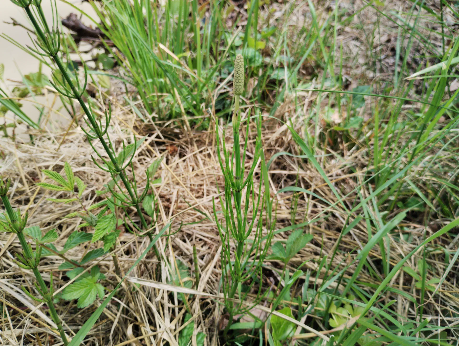 img/equisetum-palustre-6.webp