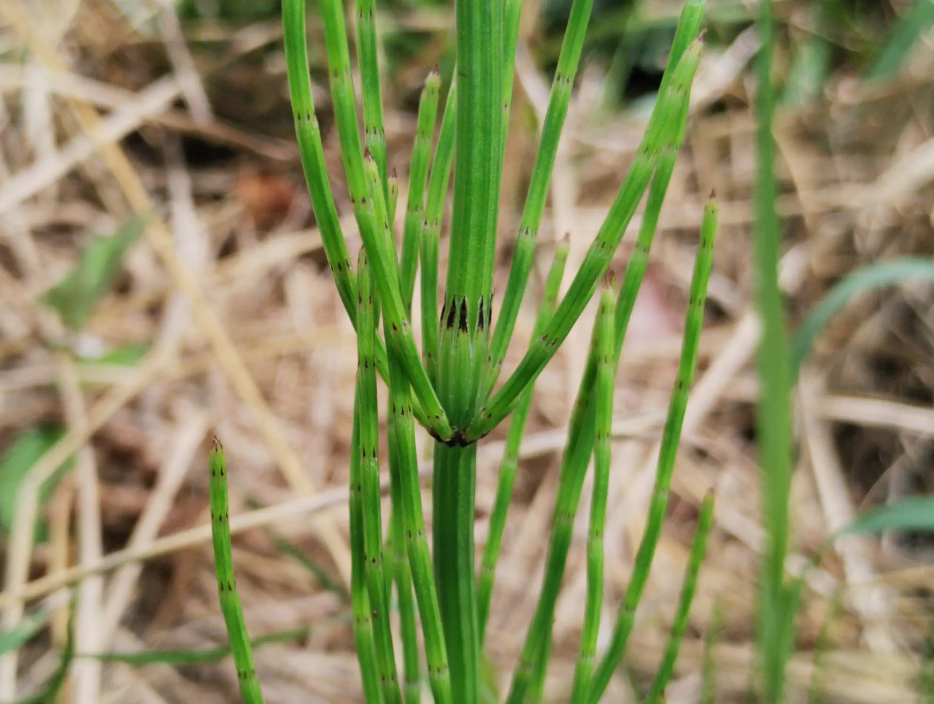 img/equisetum-palustre-7.webp
