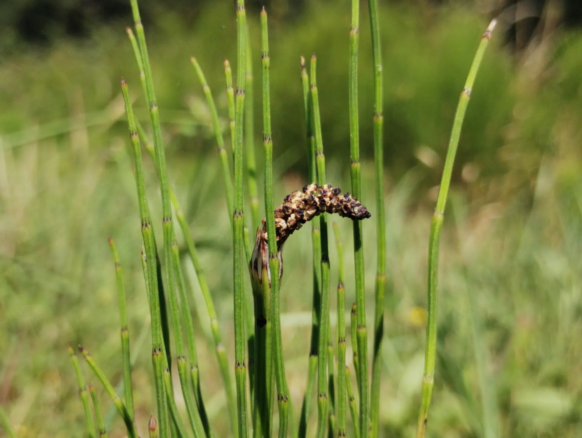 img/equisetum-palustre-8.webp