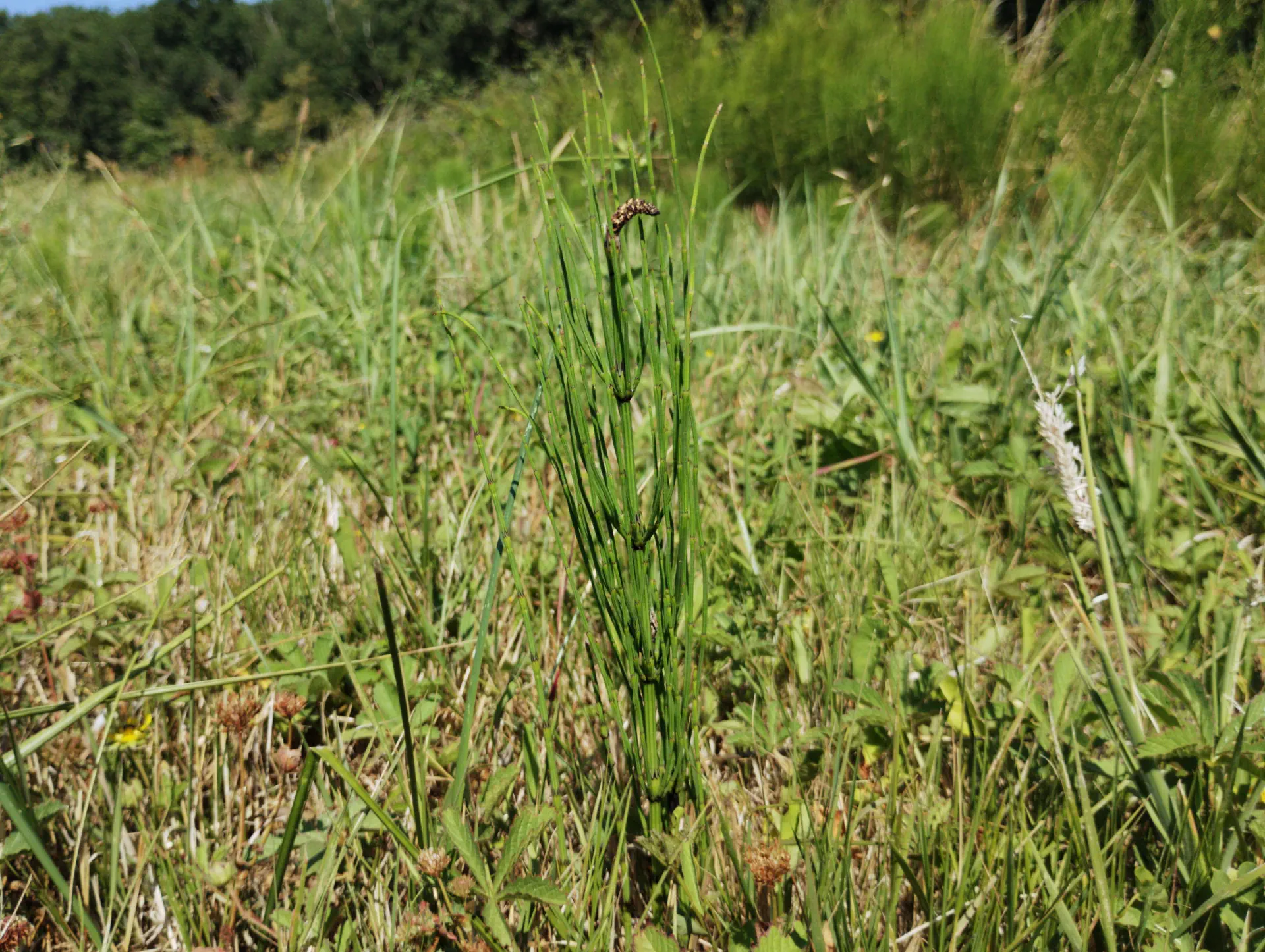 img/equisetum-palustre-9.webp
