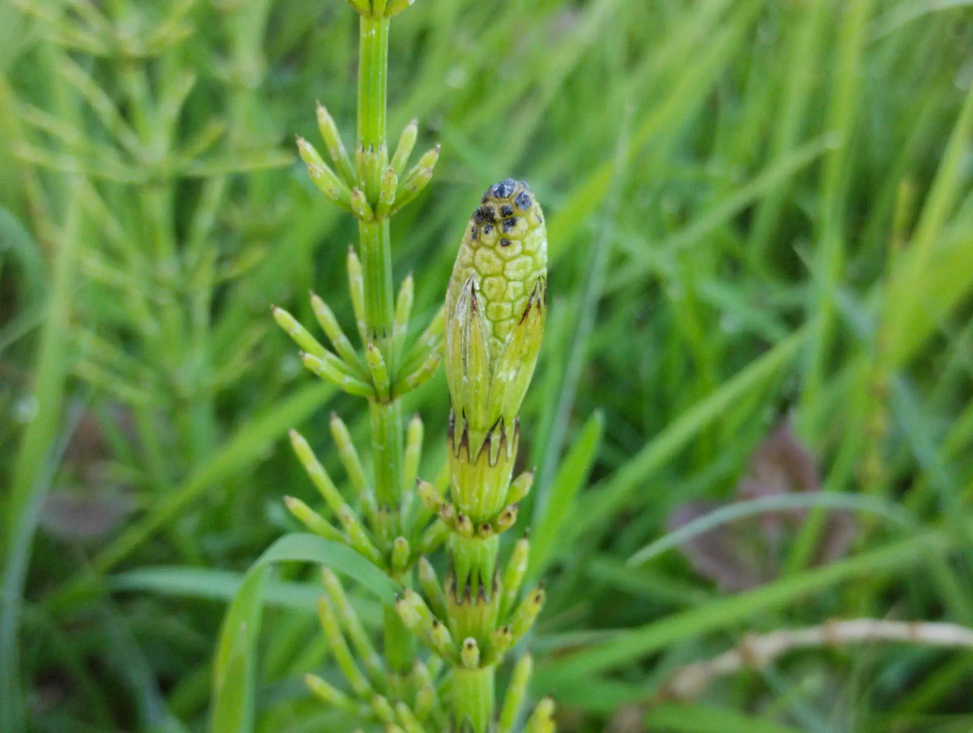 img/equisetum-palustre.webp