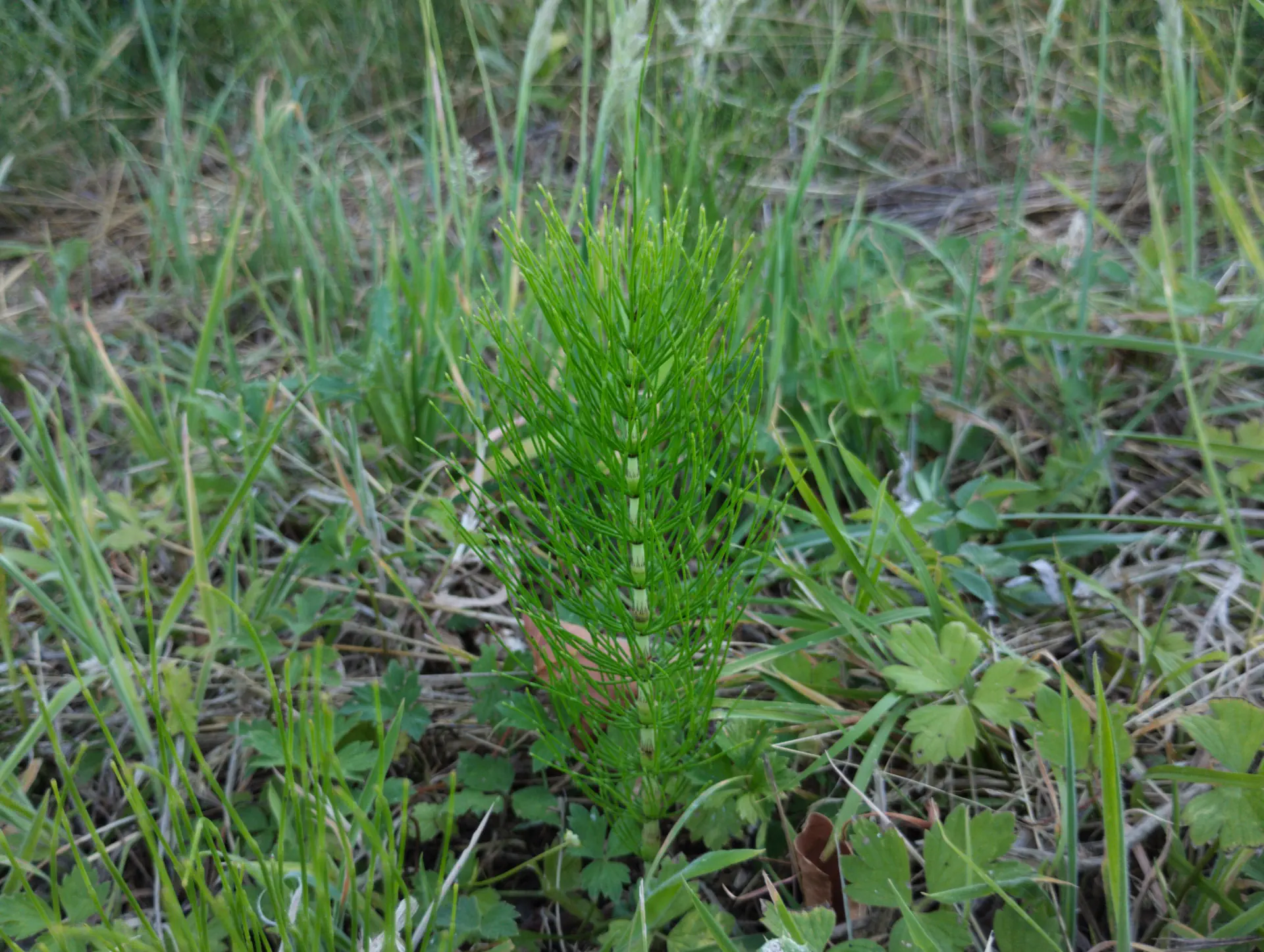 img/equisetum-telmateia-11.webp