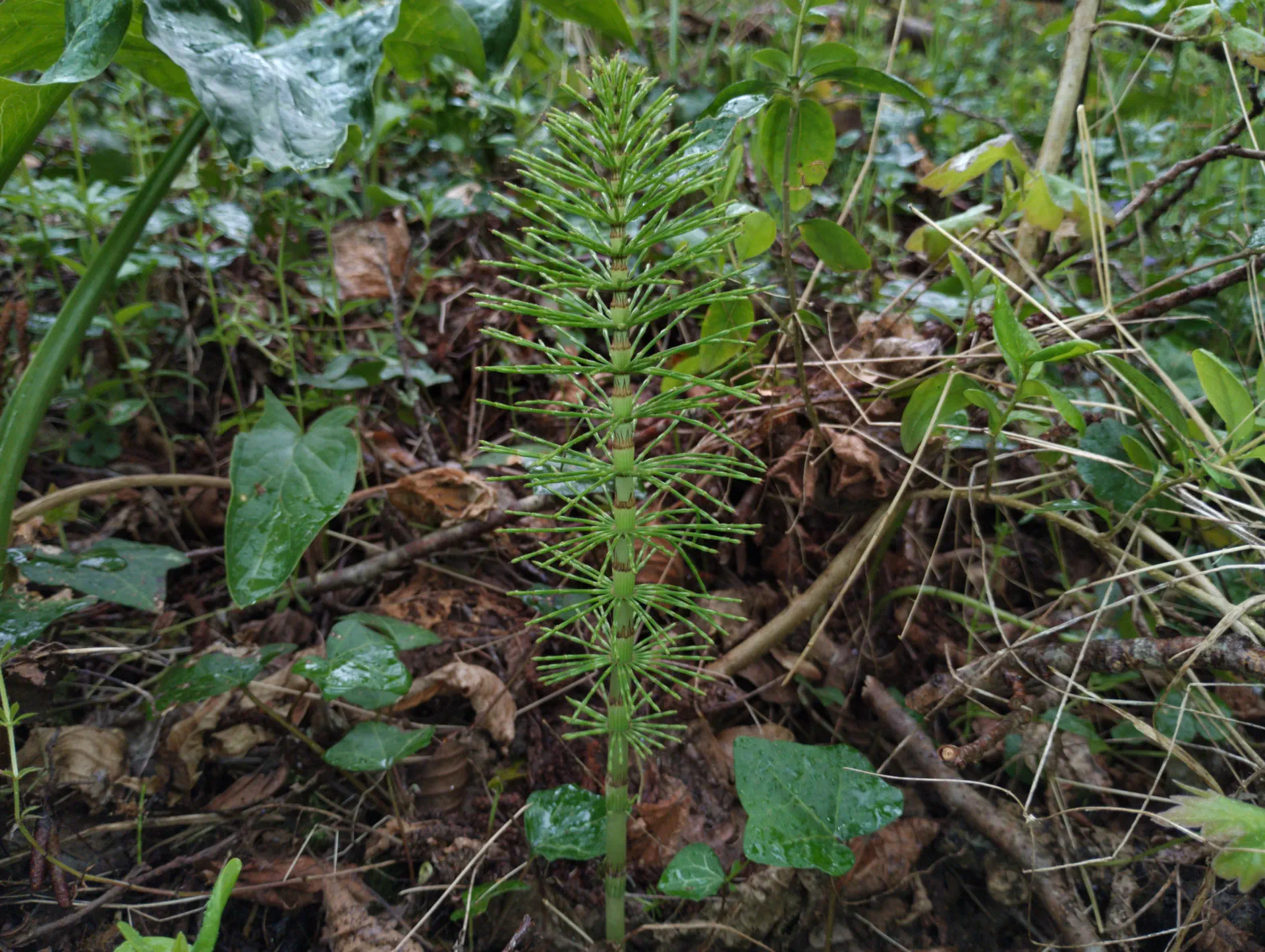 img/equisetum-telmateia-3.webp