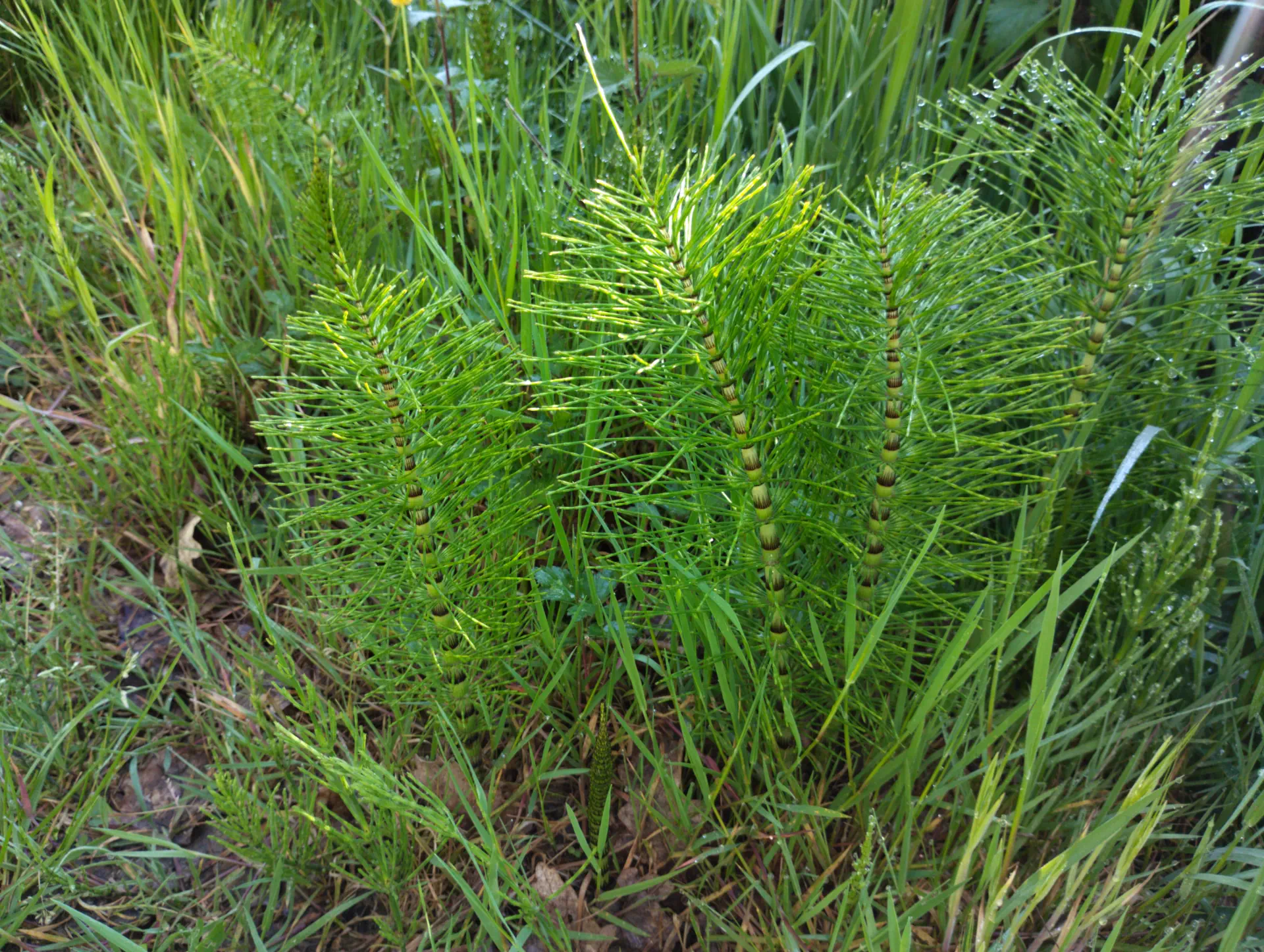 img/equisetum-telmateia-4.webp