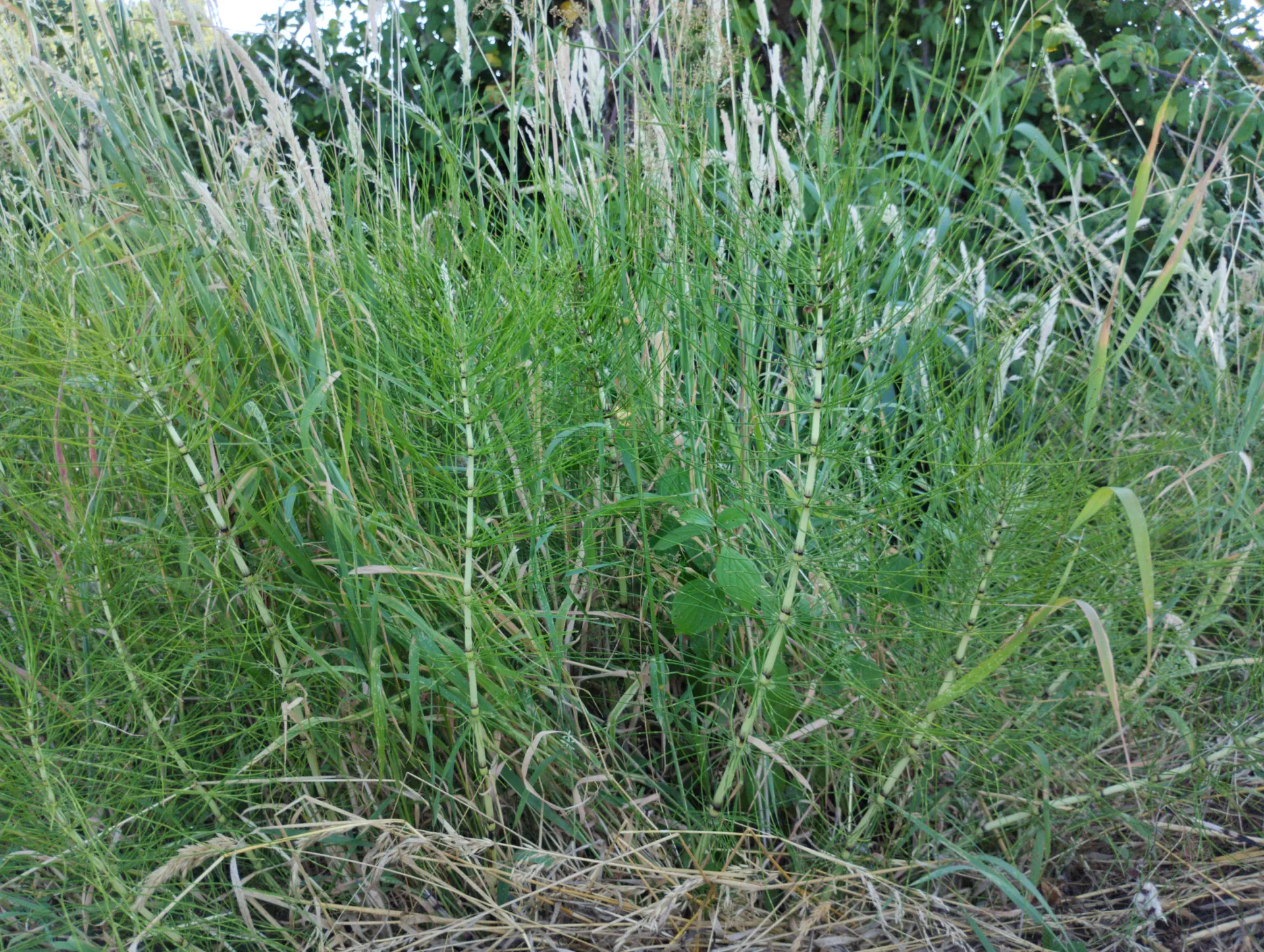 img/equisetum-telmateia-9.webp
