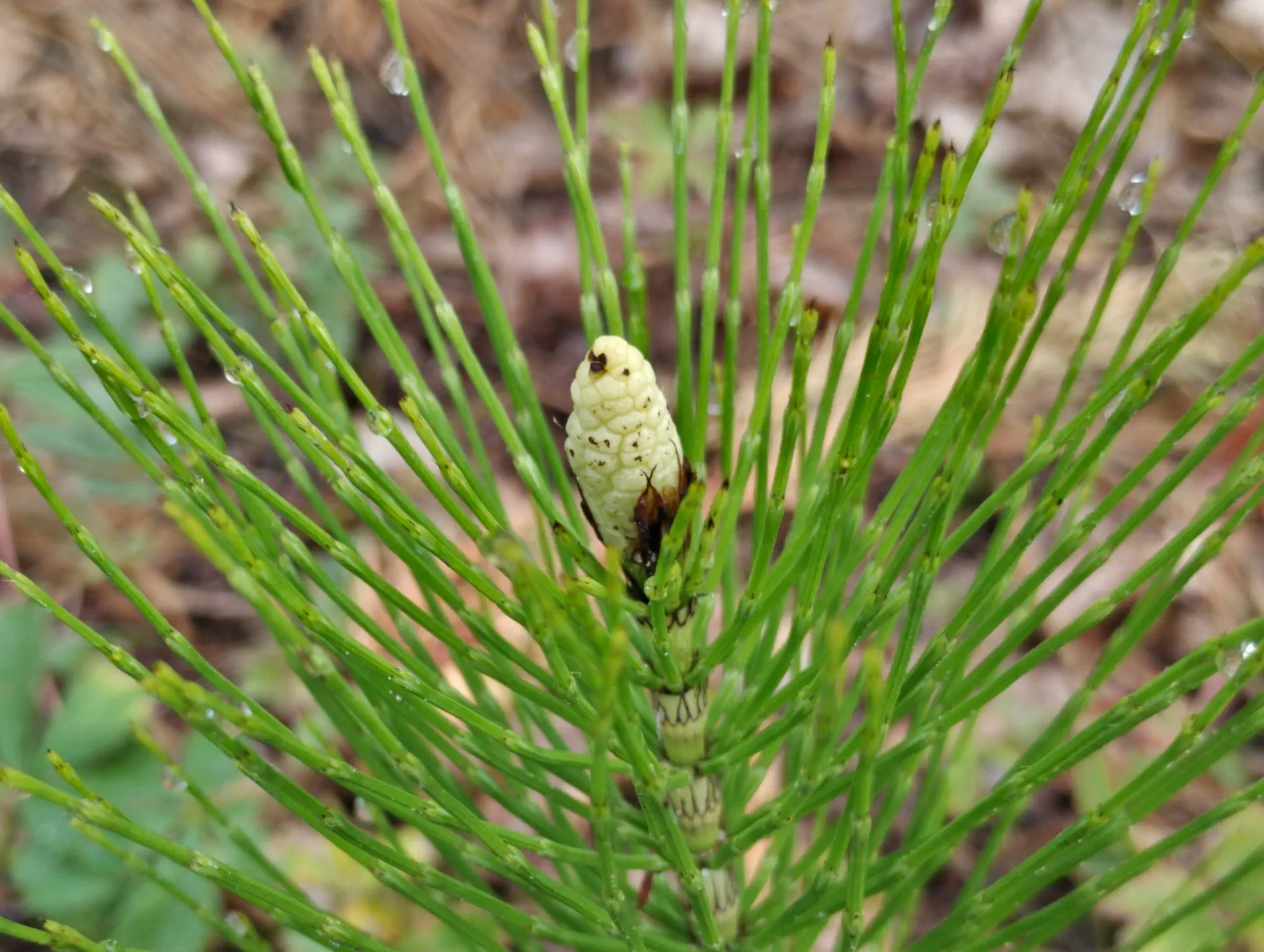 img/equisetum-telmateia-anomaly-2.webp