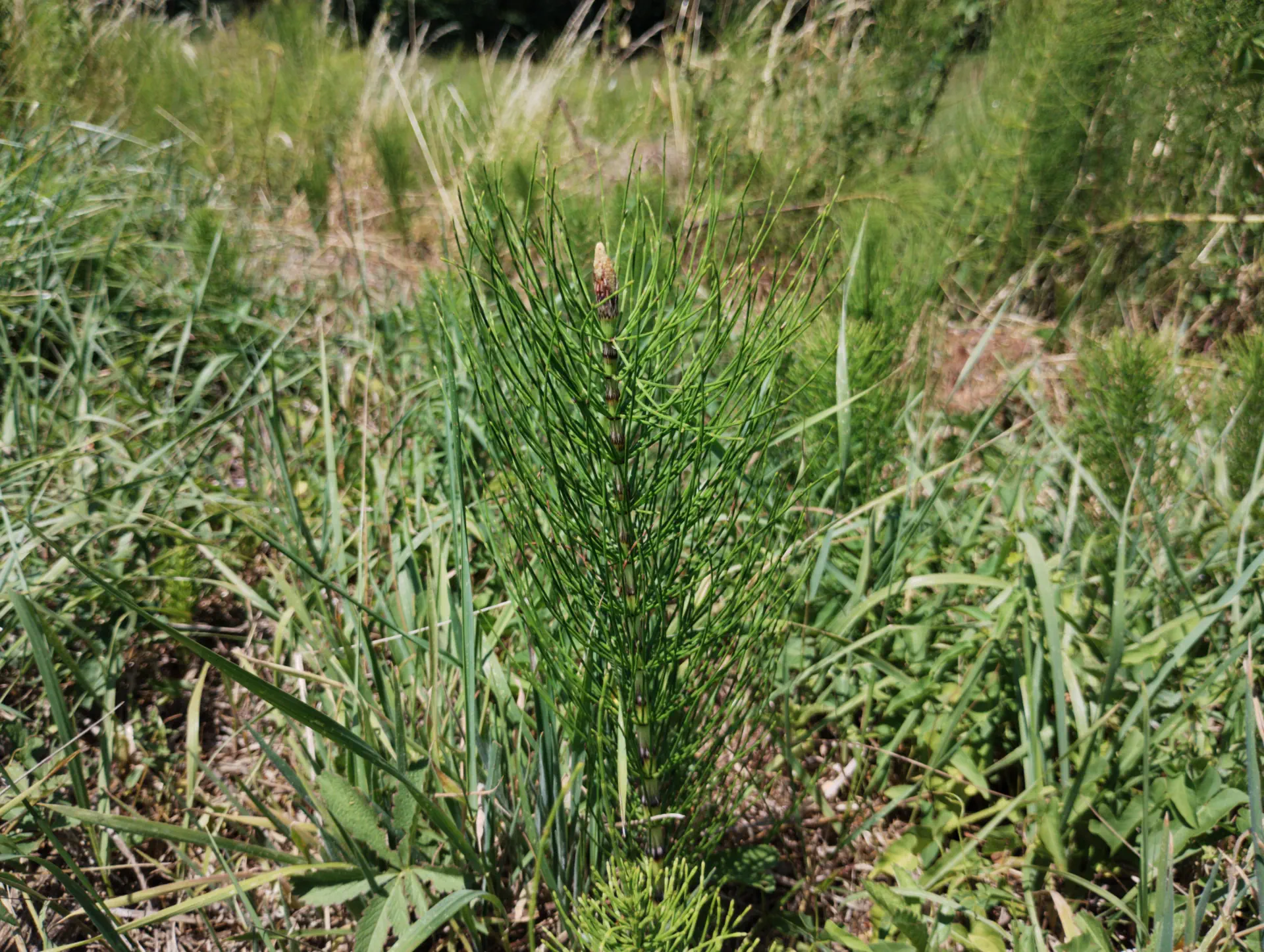 img/equisetum-telmateia-anomaly-3.webp