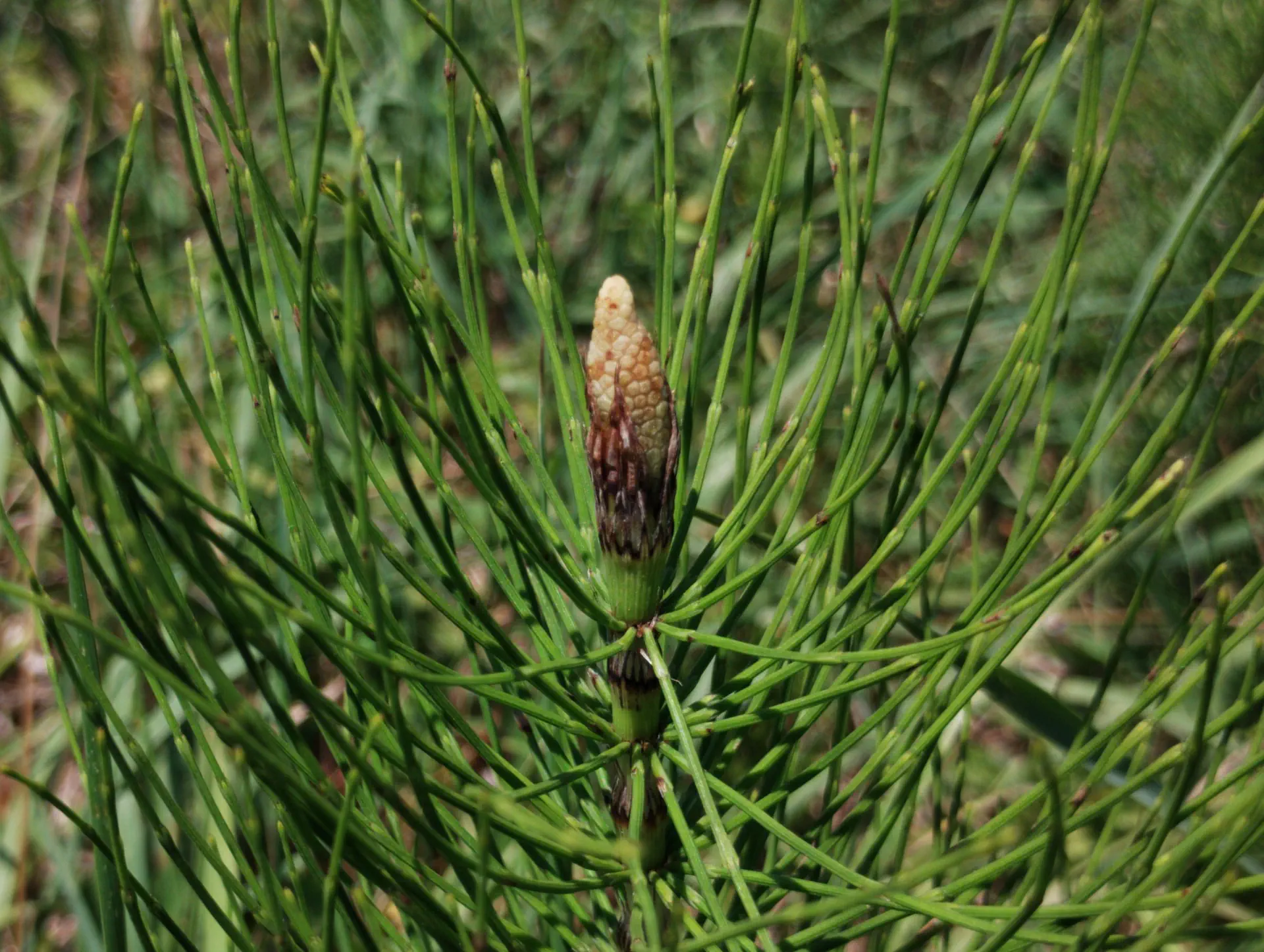 img/equisetum-telmateia-anomaly-4.webp