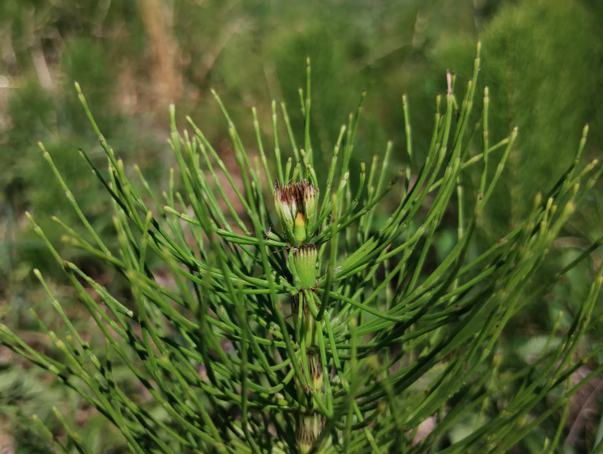 img/equisetum-telmateia-anomaly-5.webp