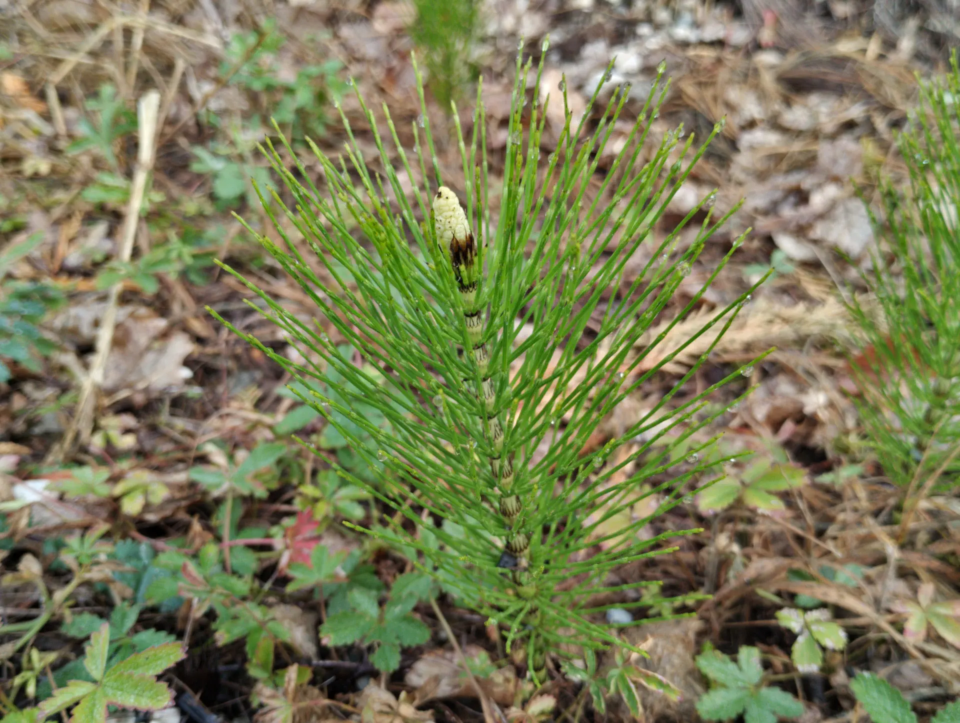 img/equisetum-telmateia-anomaly.webp