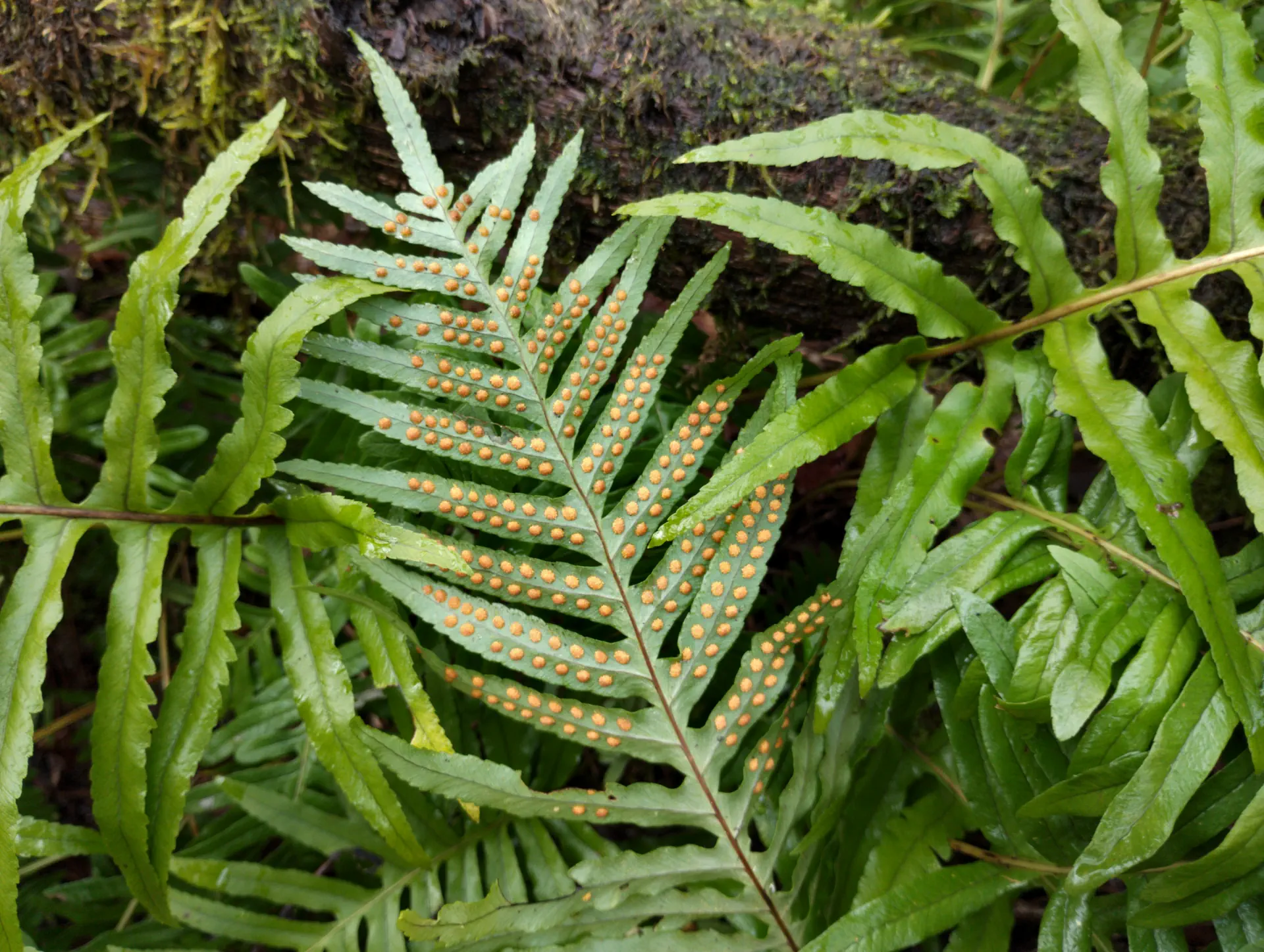 img/polypodium-cambricum-10.webp