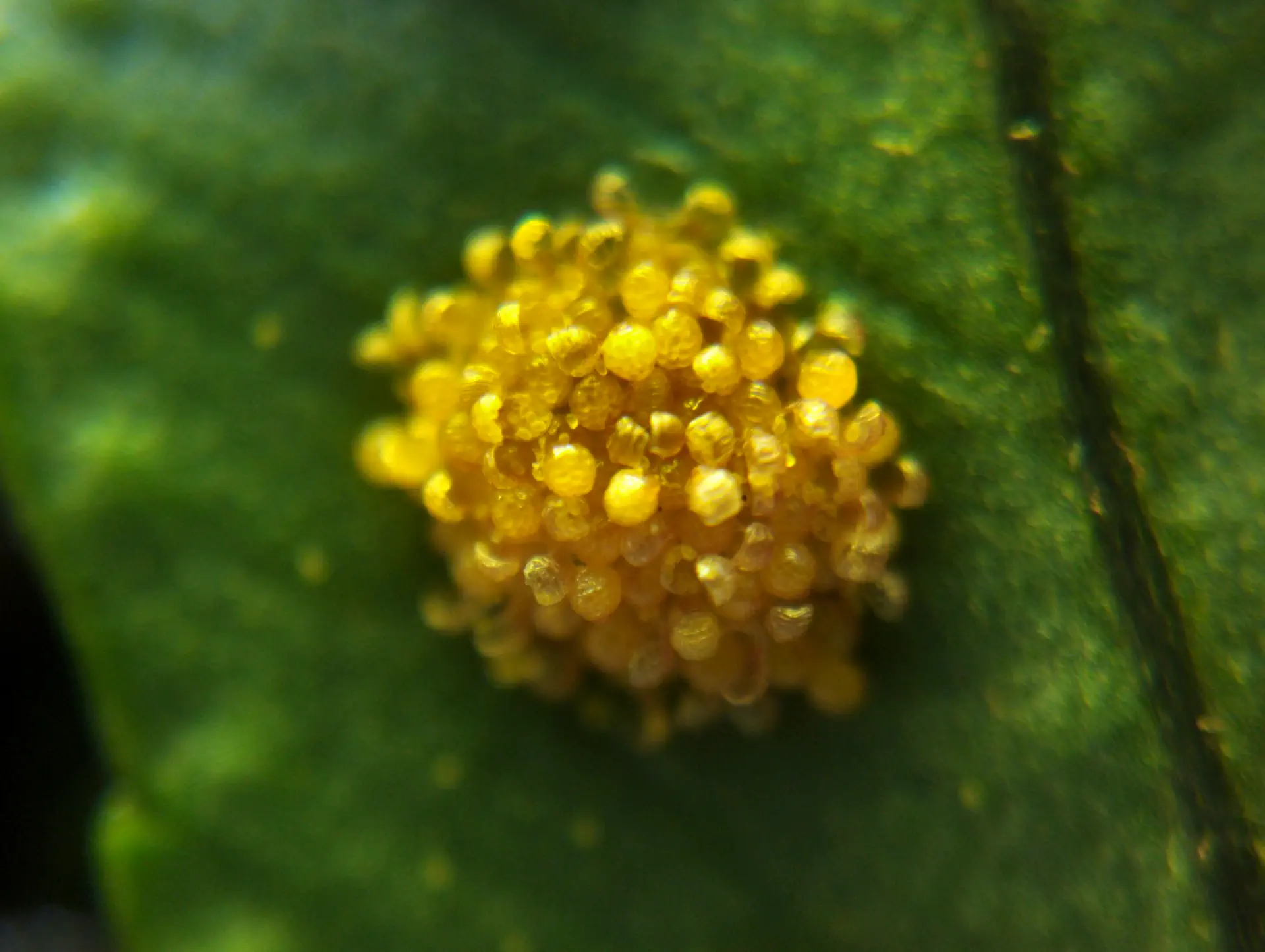 img/polypodium-cambricum-11.webp
