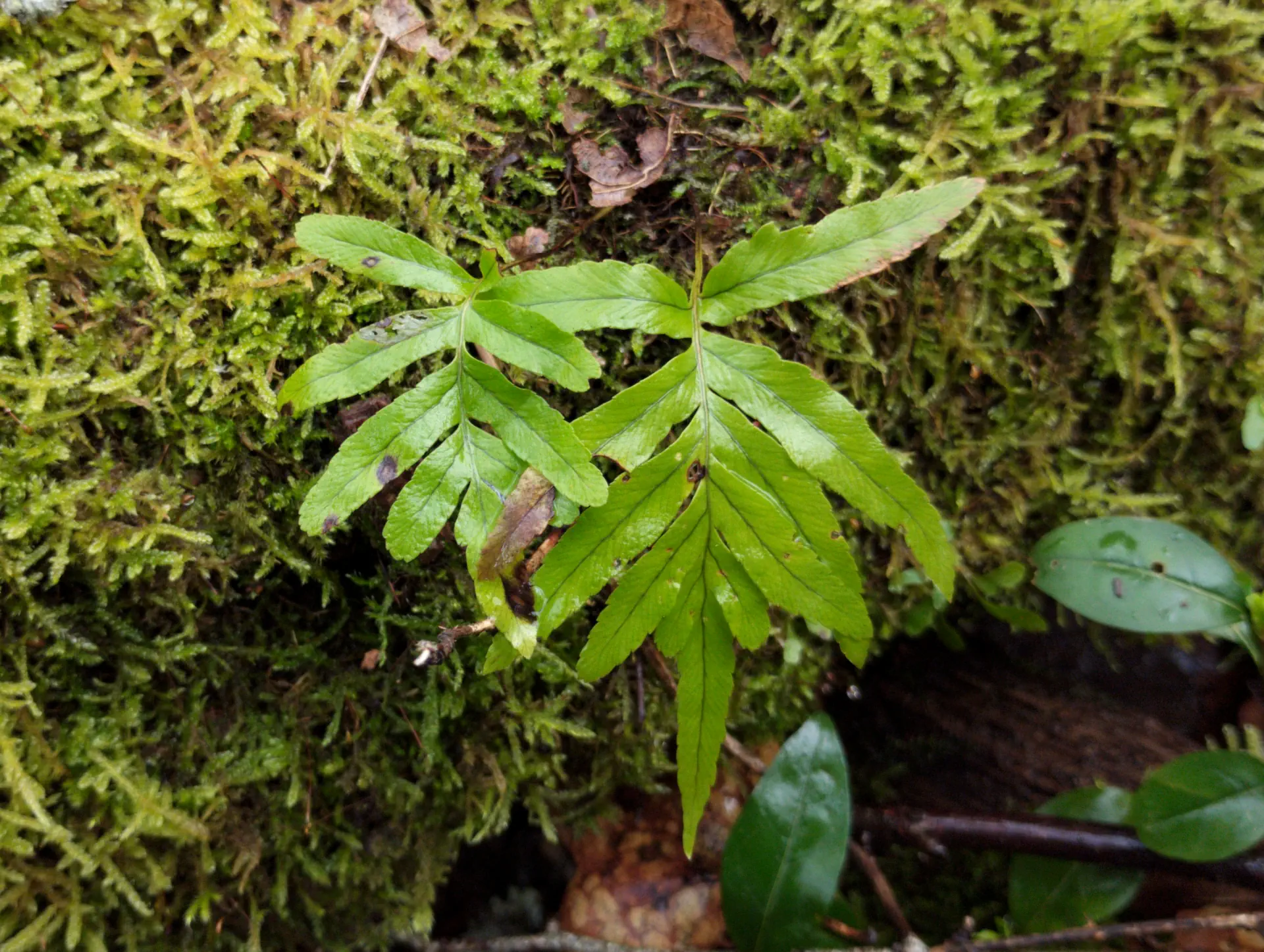 img/polypodium-cambricum-16.webp