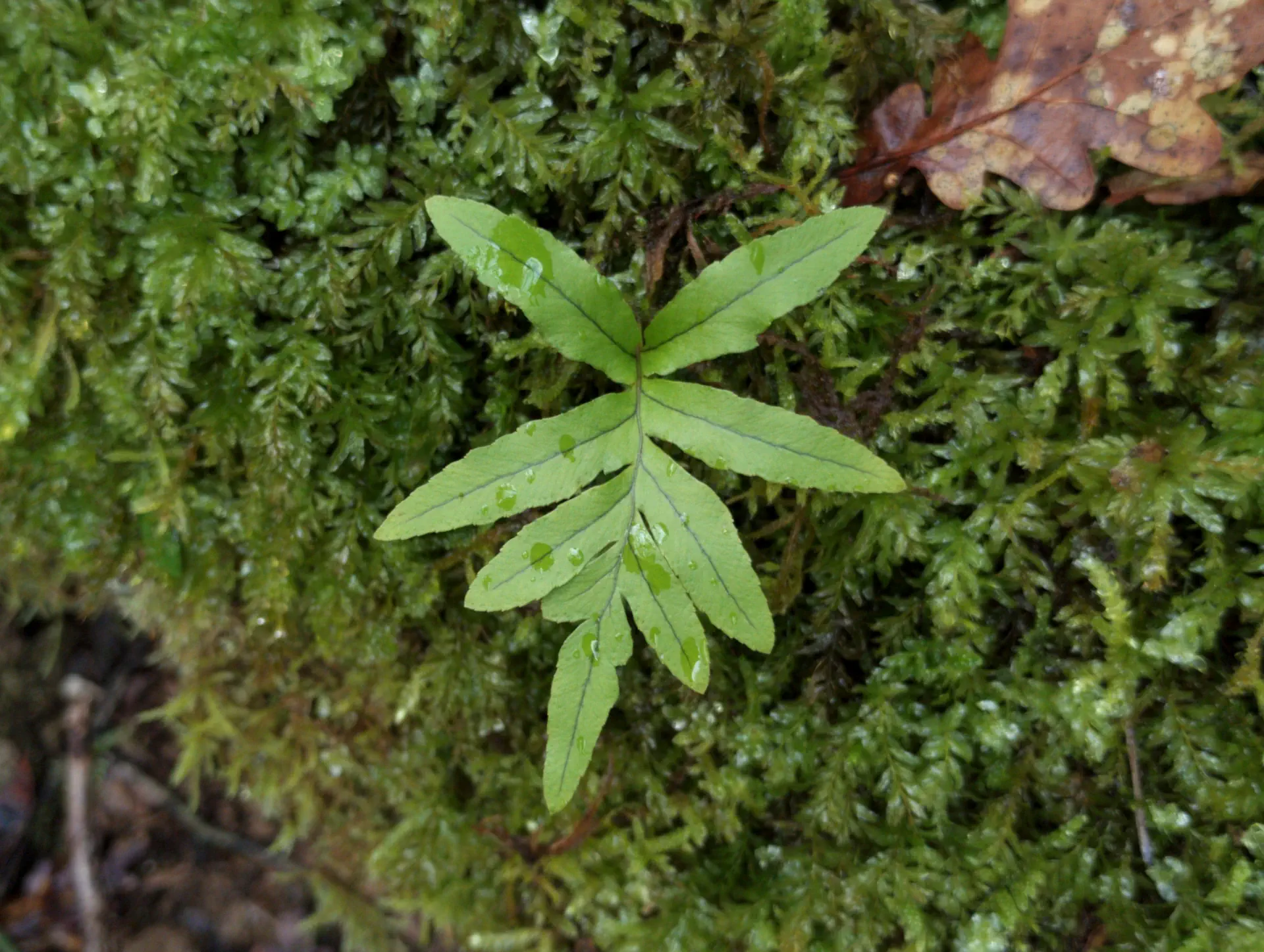 img/polypodium-cambricum-17.webp