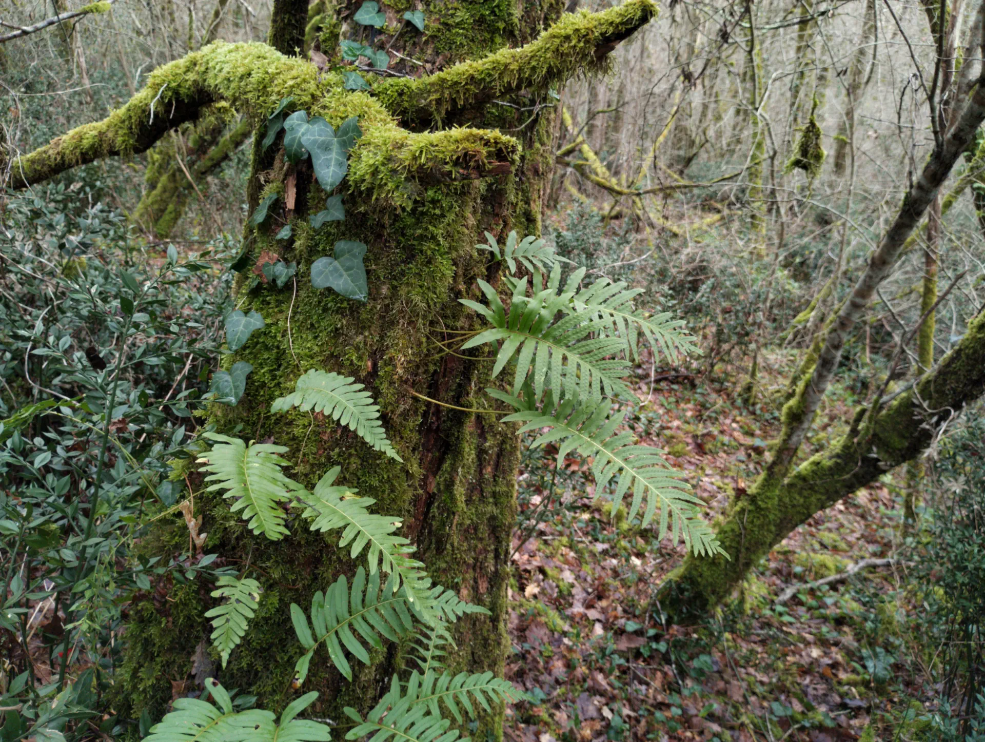 img/polypodium-cambricum-18.webp