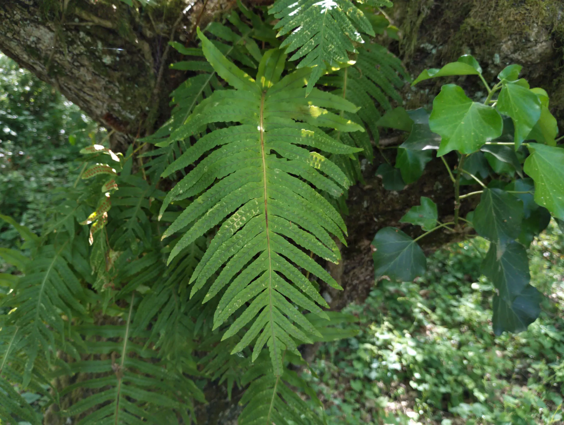 img/polypodium-cambricum-19.webp
