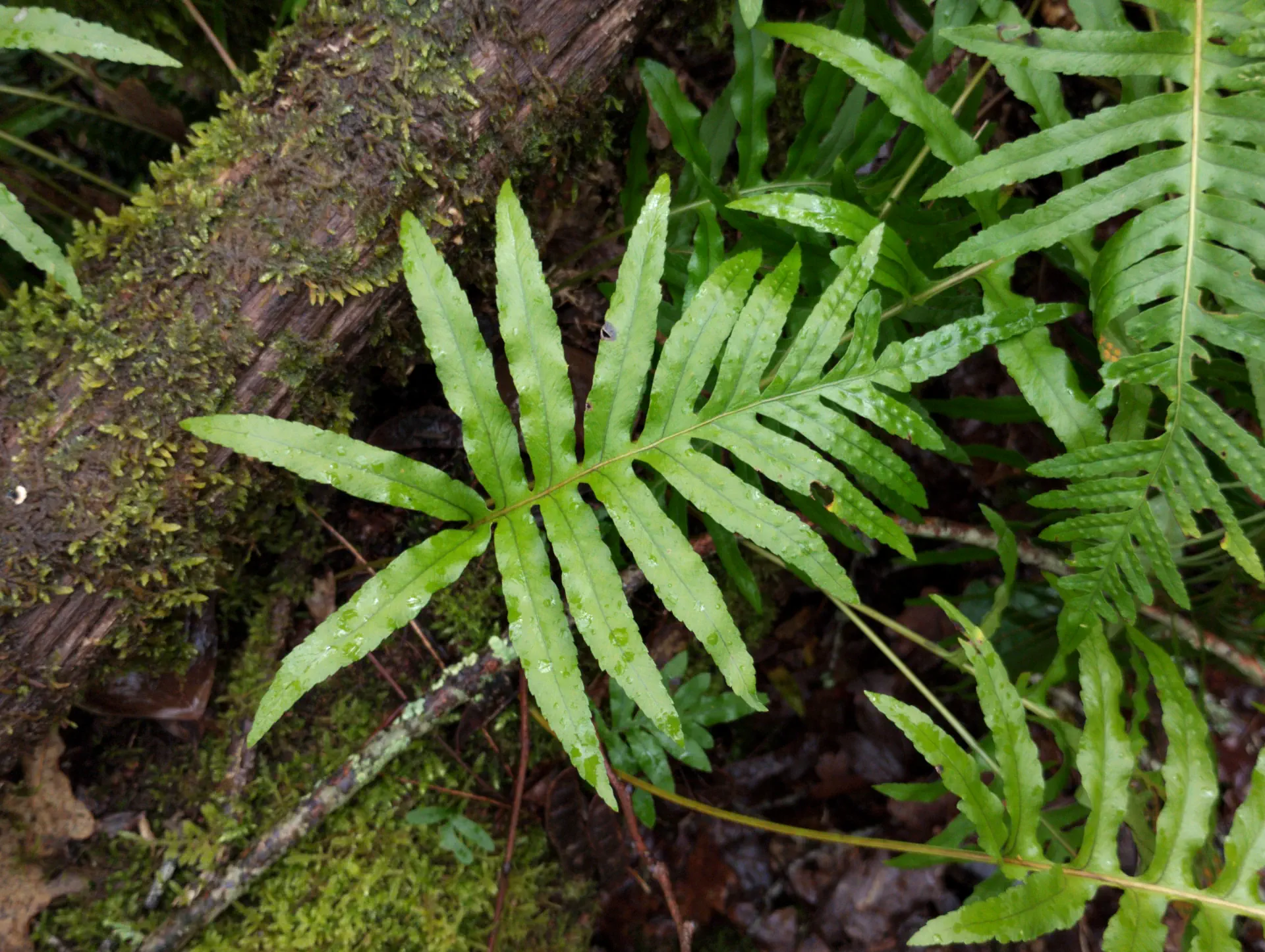 img/polypodium-cambricum-2.webp