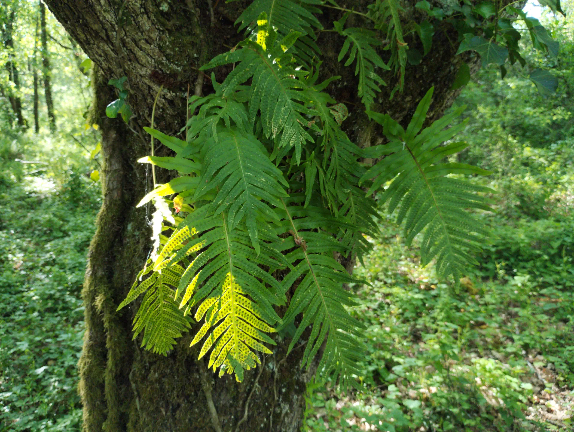 img/polypodium-cambricum-20.webp