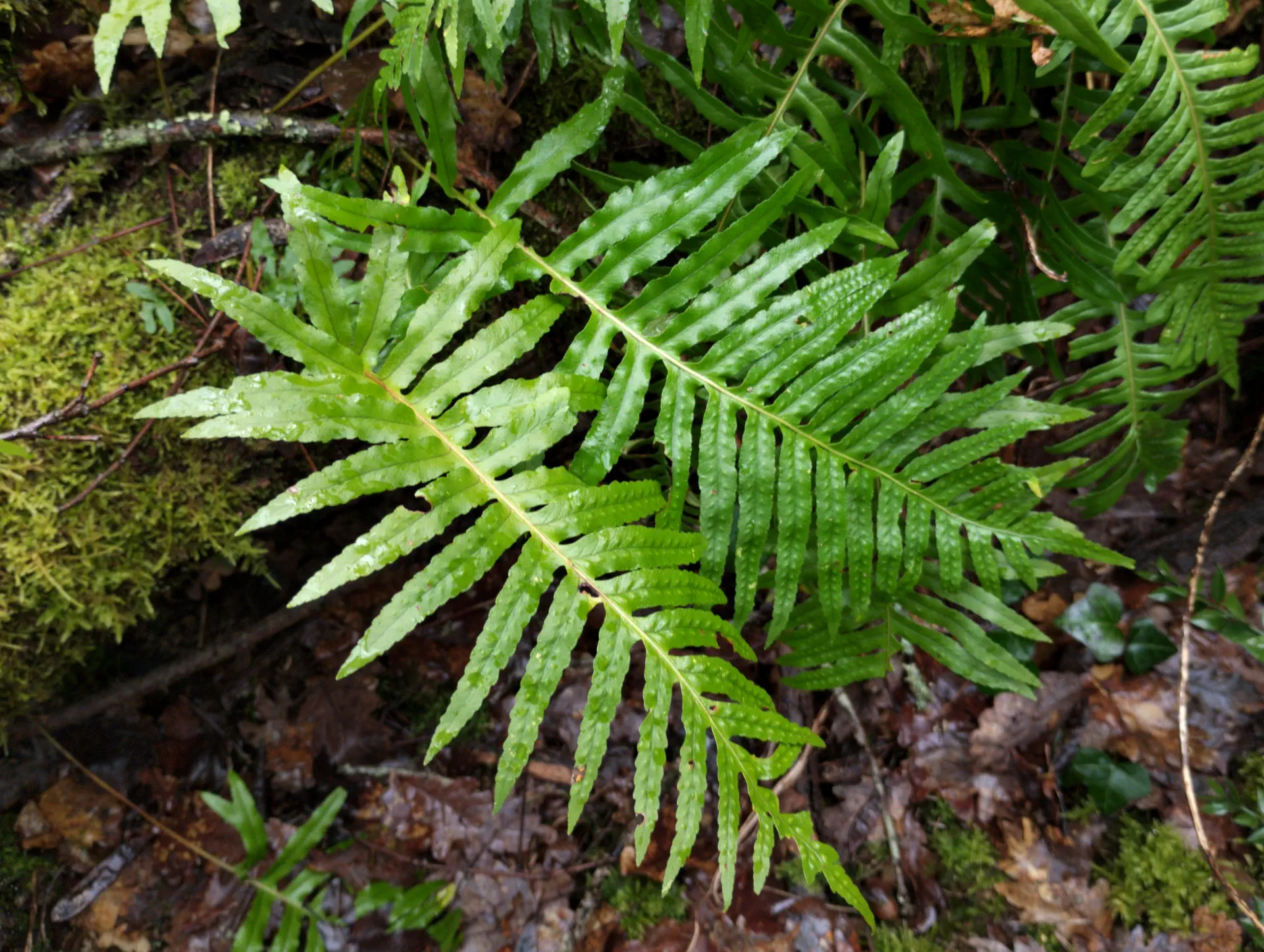 img/polypodium-cambricum-3.webp