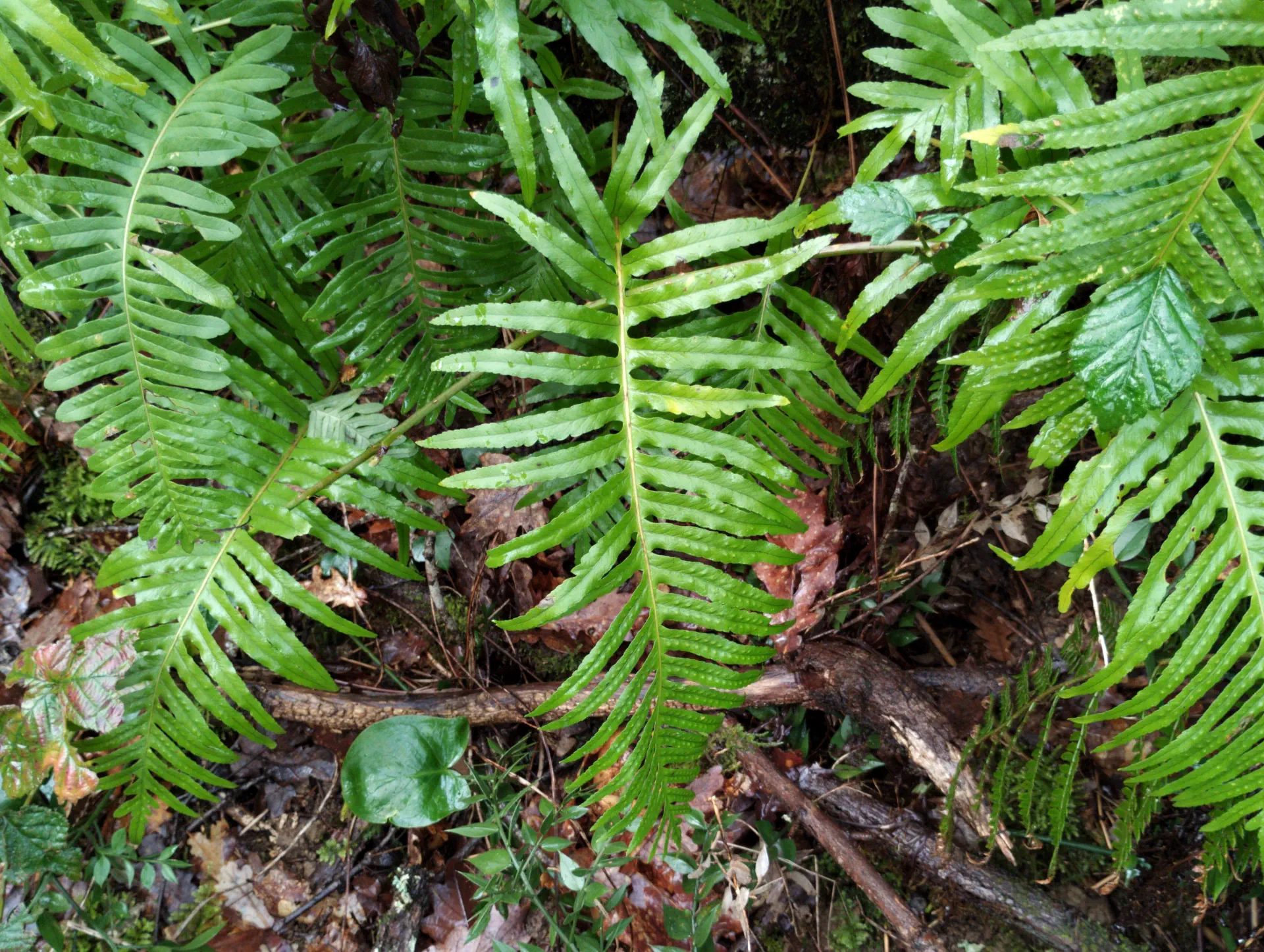 img/polypodium-cambricum-4.webp
